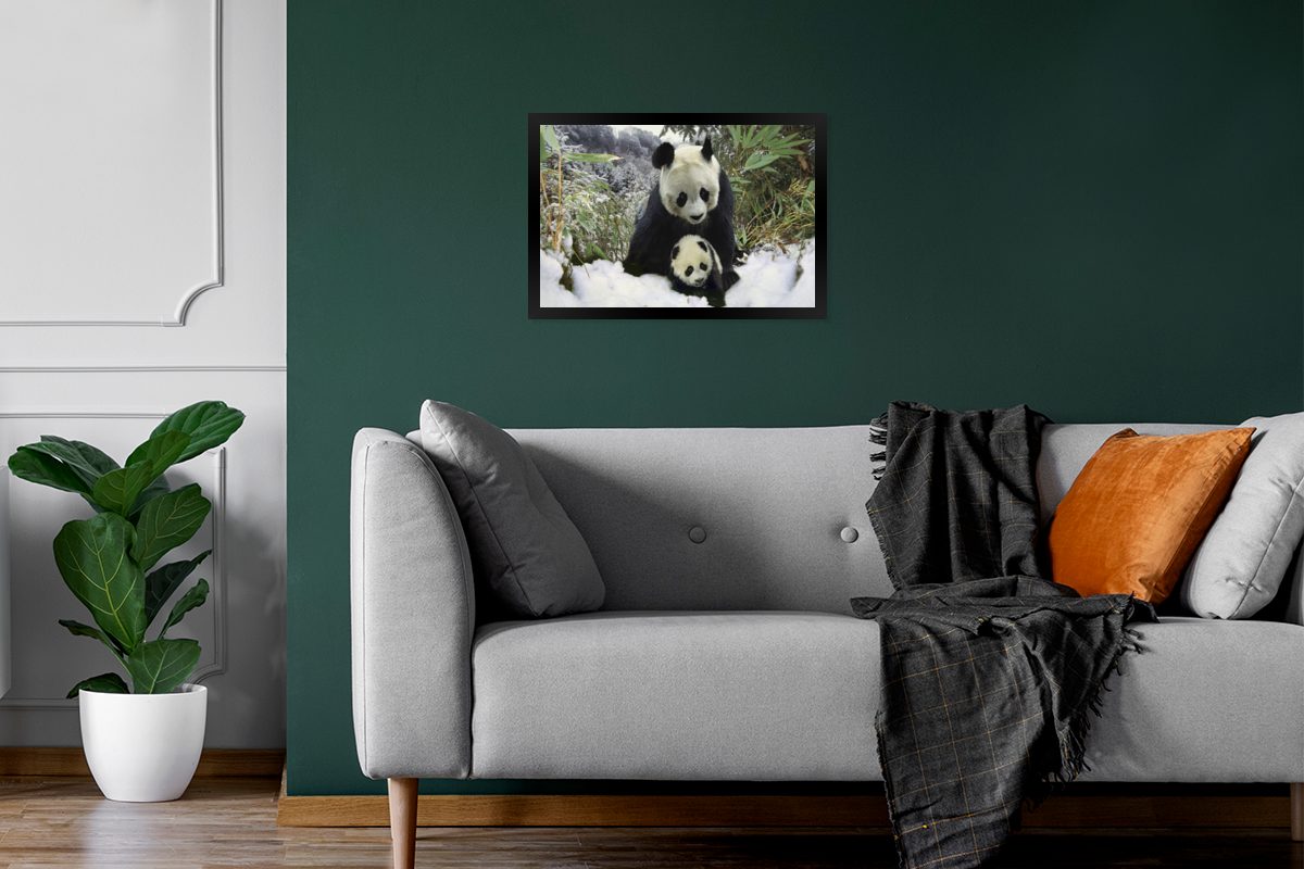 Wanddeko, Poster, Bilder, Bilderrahmen MuchoWow Schnee, St), Schwarzem (1 Wandposter, Poster Panda - - Gerahmtes Jungtier