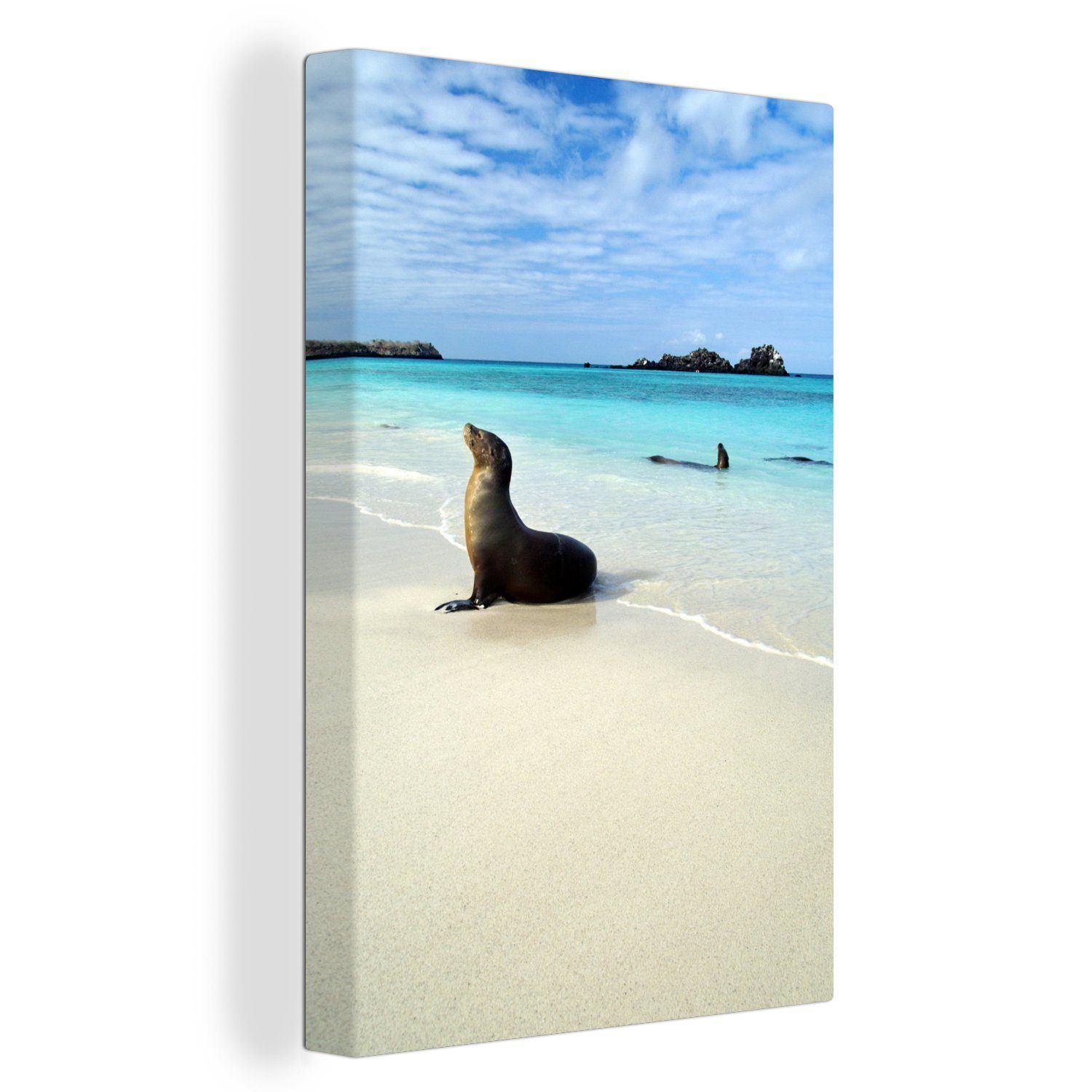 bespannt inkl. fertig Galapagos-Inseln, cm klaren im Gemälde, Meerwasser (1 20x30 St), Leinwandbild OneMillionCanvasses® Leinwandbild der Eine Robbe liegt Zackenaufhänger,