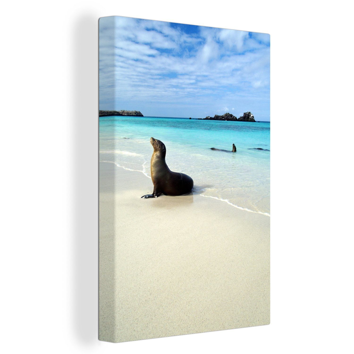 bespannt Meerwasser Galapagos-Inseln, der cm Robbe liegt 20x30 Gemälde, (1 Leinwandbild Leinwandbild OneMillionCanvasses® Eine inkl. St), Zackenaufhänger, fertig im klaren