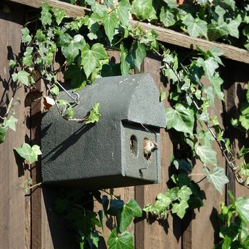 Hasselfeldt Nistkasten Vogelhaus für Nischenbrüter z.B. Bachstelze, Rotkehlchen & Zaunkönig, aus Holzbeton, Langlebig, Wetterfest, Vogelkasten, Nisthaus für Vögel