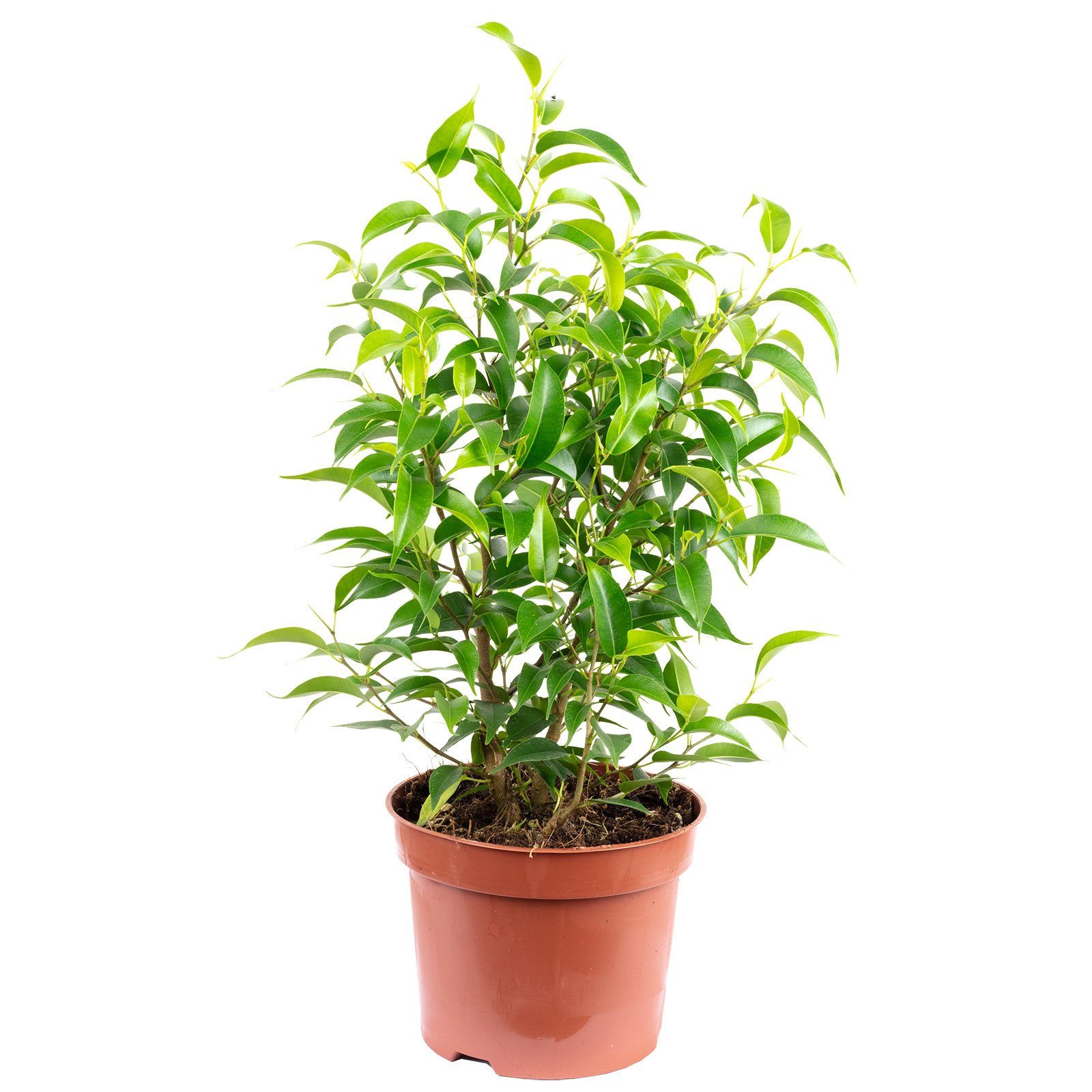 Flowerbox Zimmerpflanze Birkenfeige "Natasja" verzweigt - Ficus benjamini, - Höhe ca. 30 cm, Topf-Ø 12 cm