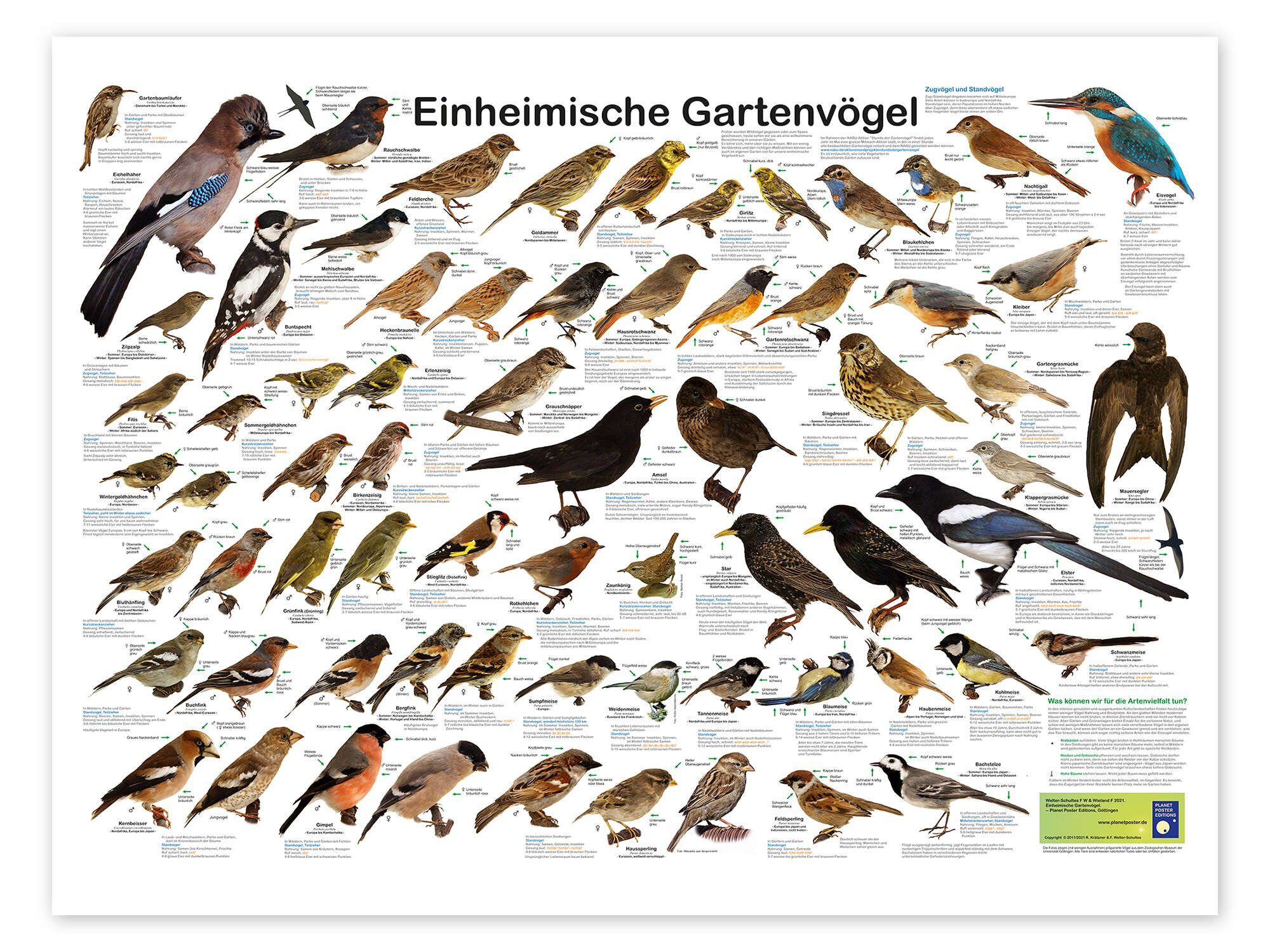 Posterlounge Wandbild Einheimische Gartenvögel, Planet Poster Editions, erhältlich als Poster, Leinwandbild, Wandsticker oder Acrylglasbild