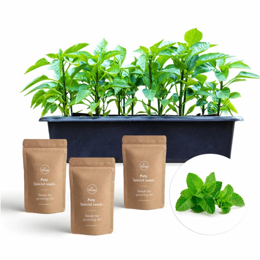 Anzuchttopf Set Sommersalate