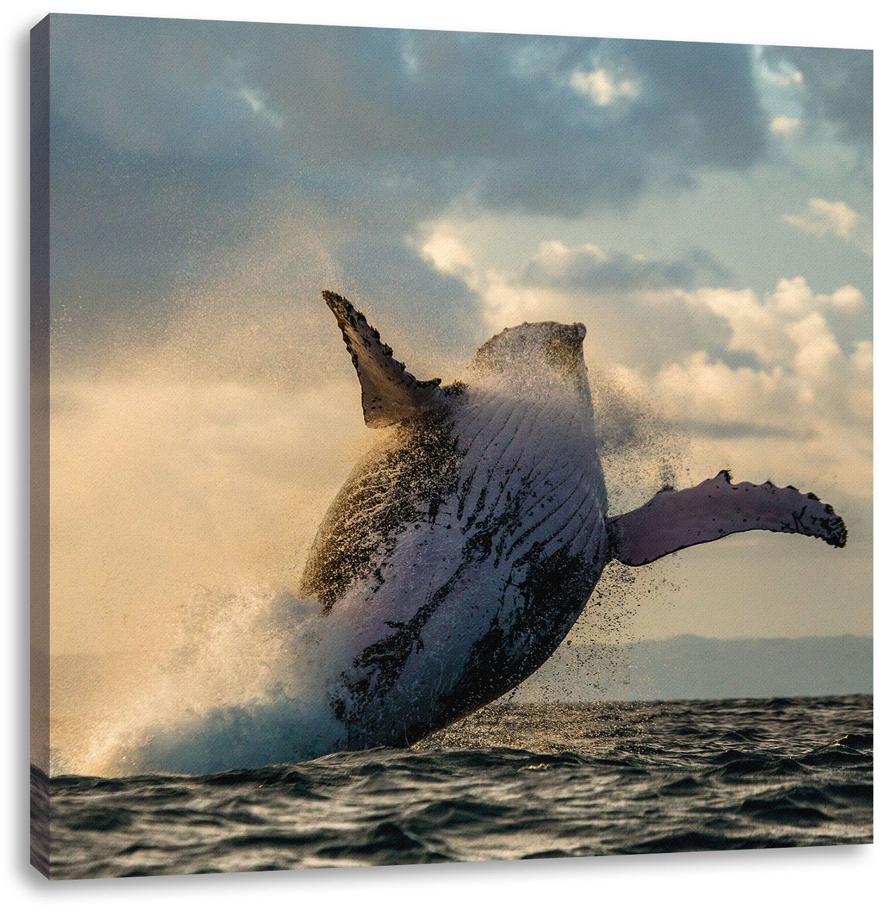 Pixxprint Leinwandbild Buckelwale Kanada, Buckelwale Kanada (1 St), Leinwandbild fertig bespannt, inkl. Zackenaufhänger