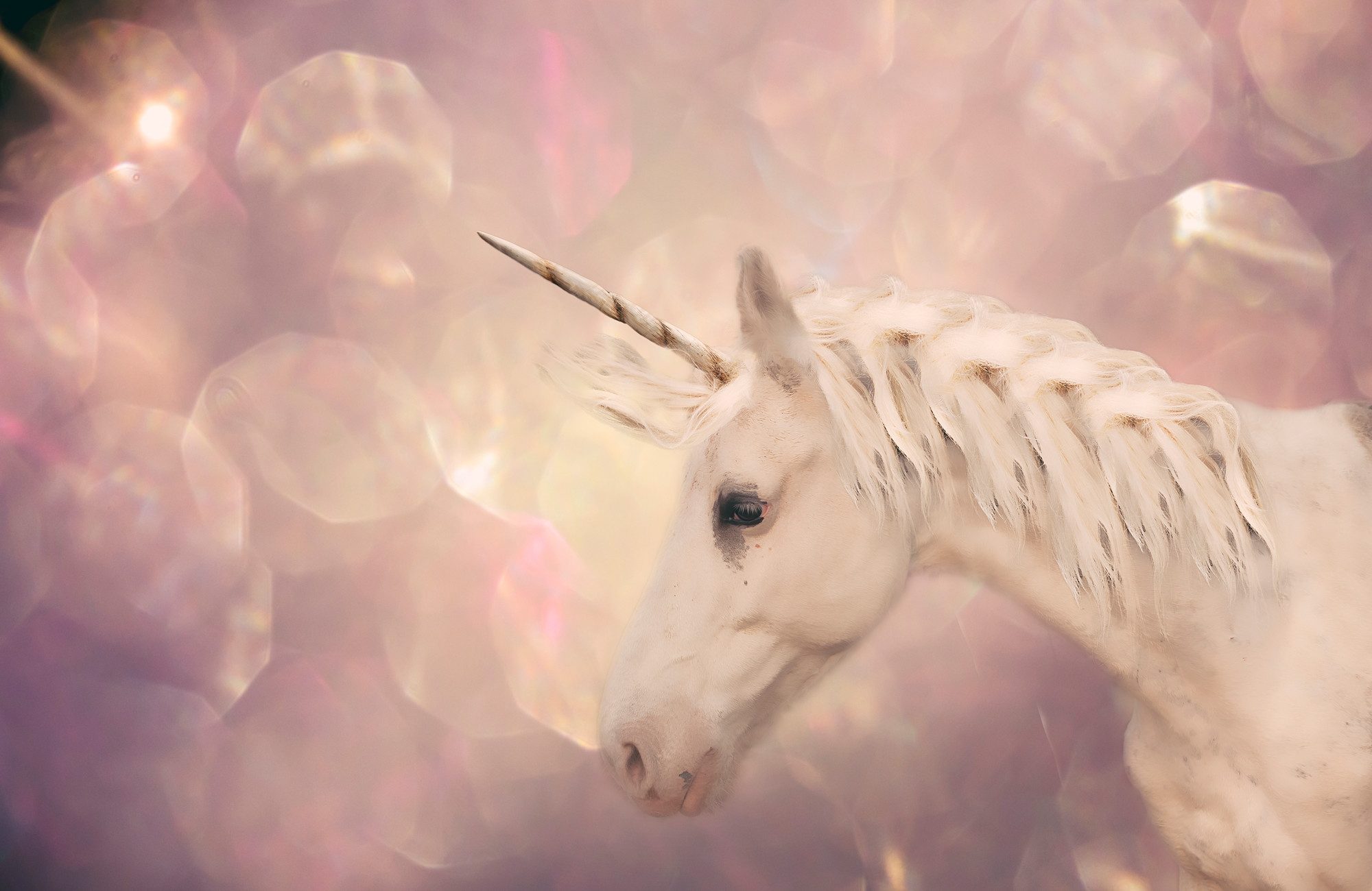 Papermoon Fototapete VLIES-Tapete Premium "Einhorn", Kleister KOSTENLOS, reduziert, 3D-Effekt, restlos trocken abziehbar, (5630), Wandtapete Bild Dekoration Wand-Dekor Motiv Tapete Poster
