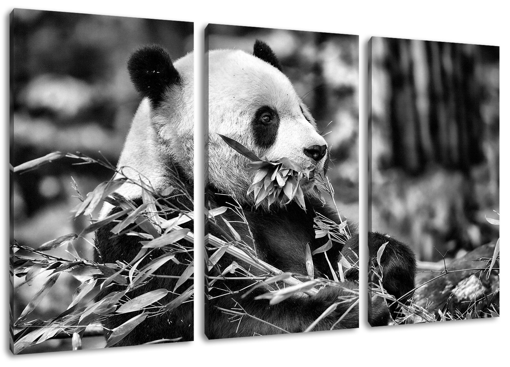 Pixxprint Leinwandbild Pandabär beim Fressen, Pandabär beim Fressen 3Teiler (120x80cm) (1 St), Leinwandbild fertig bespannt, inkl. Zackenaufhänger