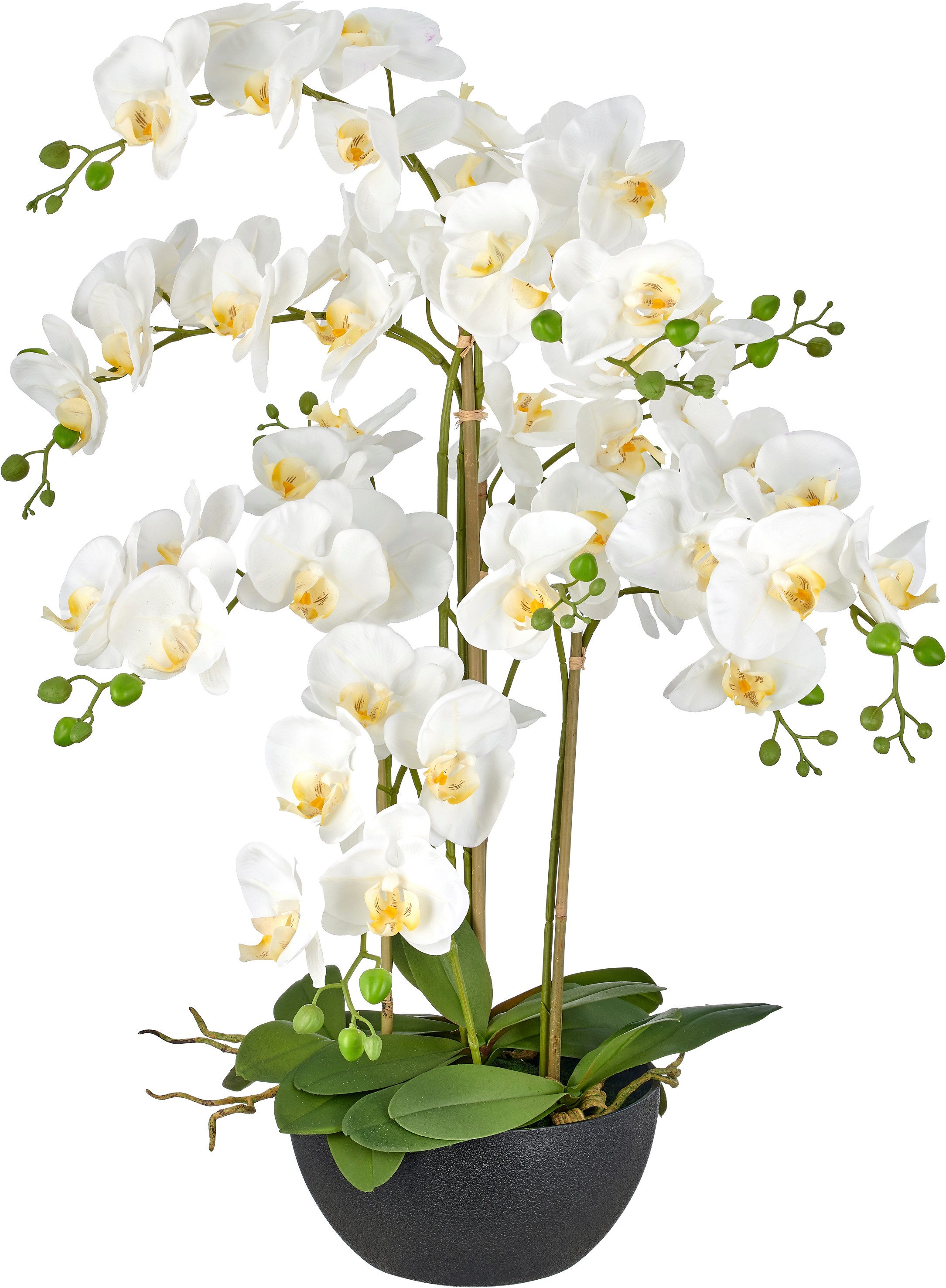 Kunstorchidee Phalaenopsis, Creativ green