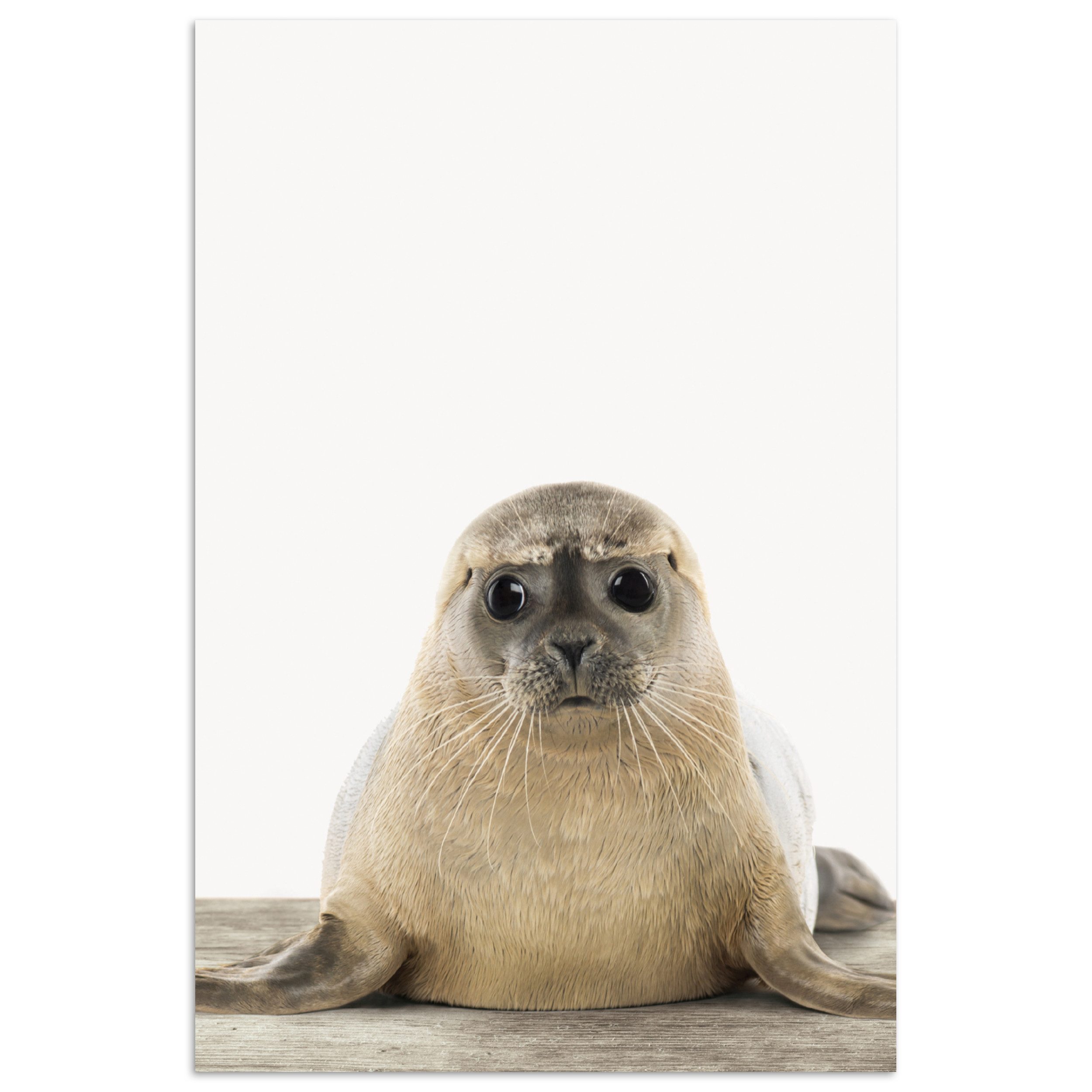 Poster Robbe - Tiere - Kinder - Jungen - Mädchen - Kinder