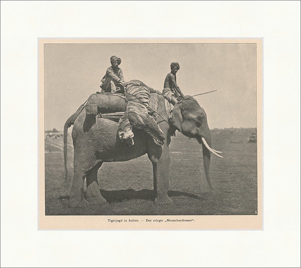 Kunstdruck Tigerjagd in Indien. Der erlegte Menschenfresser Elefant F_Vintage 005