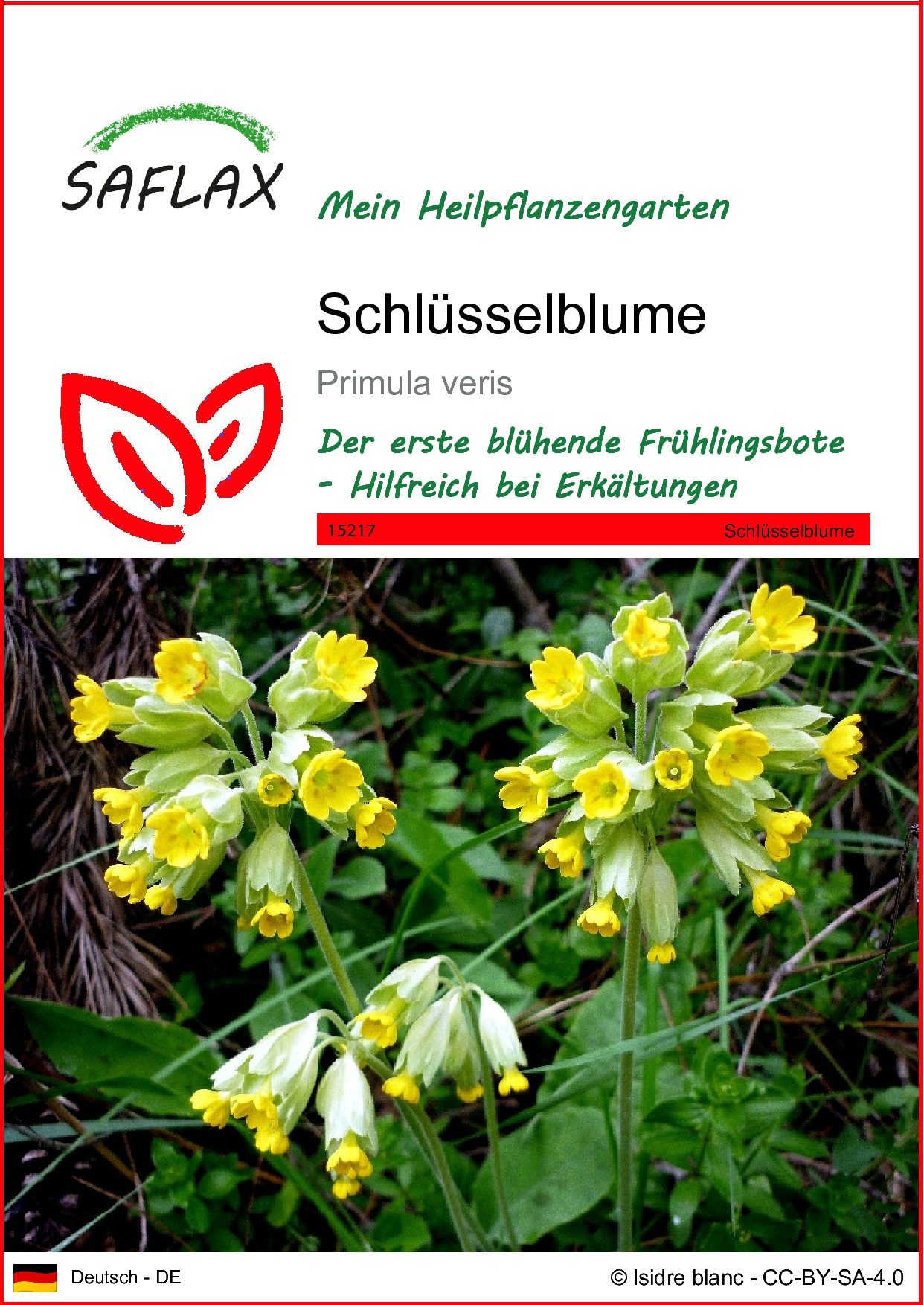 SAFLAX Blumensamen SAFLAX - Samen - Schlüsselblume günstig online kaufen