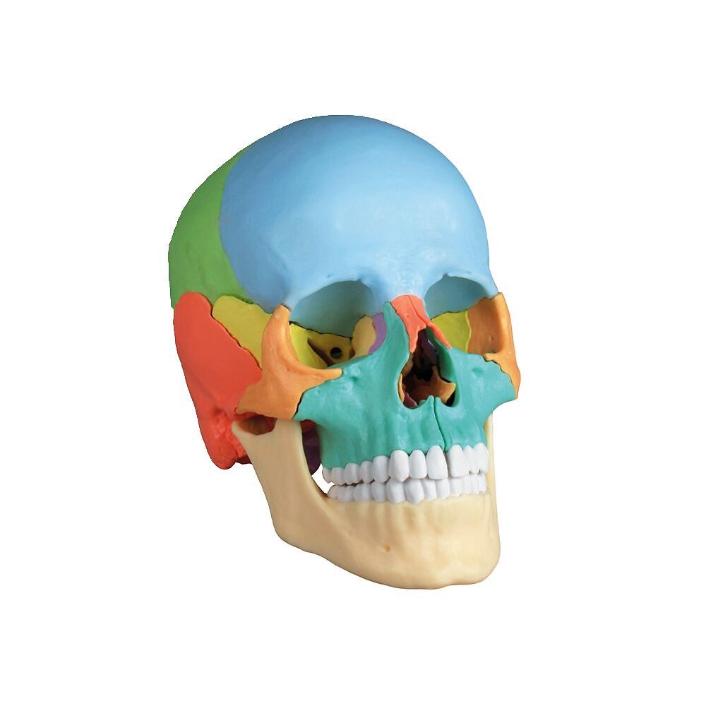 Erler Zimmer Magnettafel Skelettmodell Osteopathie-Schädelmodell, 22-teilig, Leichtes Zusammenstecken/Zerlegen dank Magnetverbindung