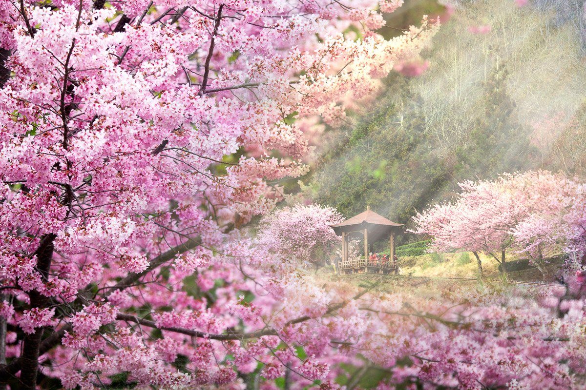 Bäume Papermoon Kirschblüten Fototapete