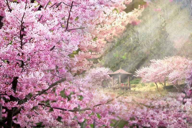 Papermoon Fototapete »Kirschblüten Bäume«, Vliestapete, hochwertiger Digitaldruck, inklusive Kleister