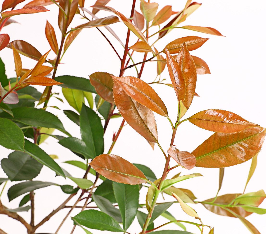 Dehner Hecken Hecke Purpur-Glanzmispel Red Robin, 2 m, 6 x 5 l, Photinia fraseri, immergrüne Gartenpflanze mit dunkelrotem Austrieb