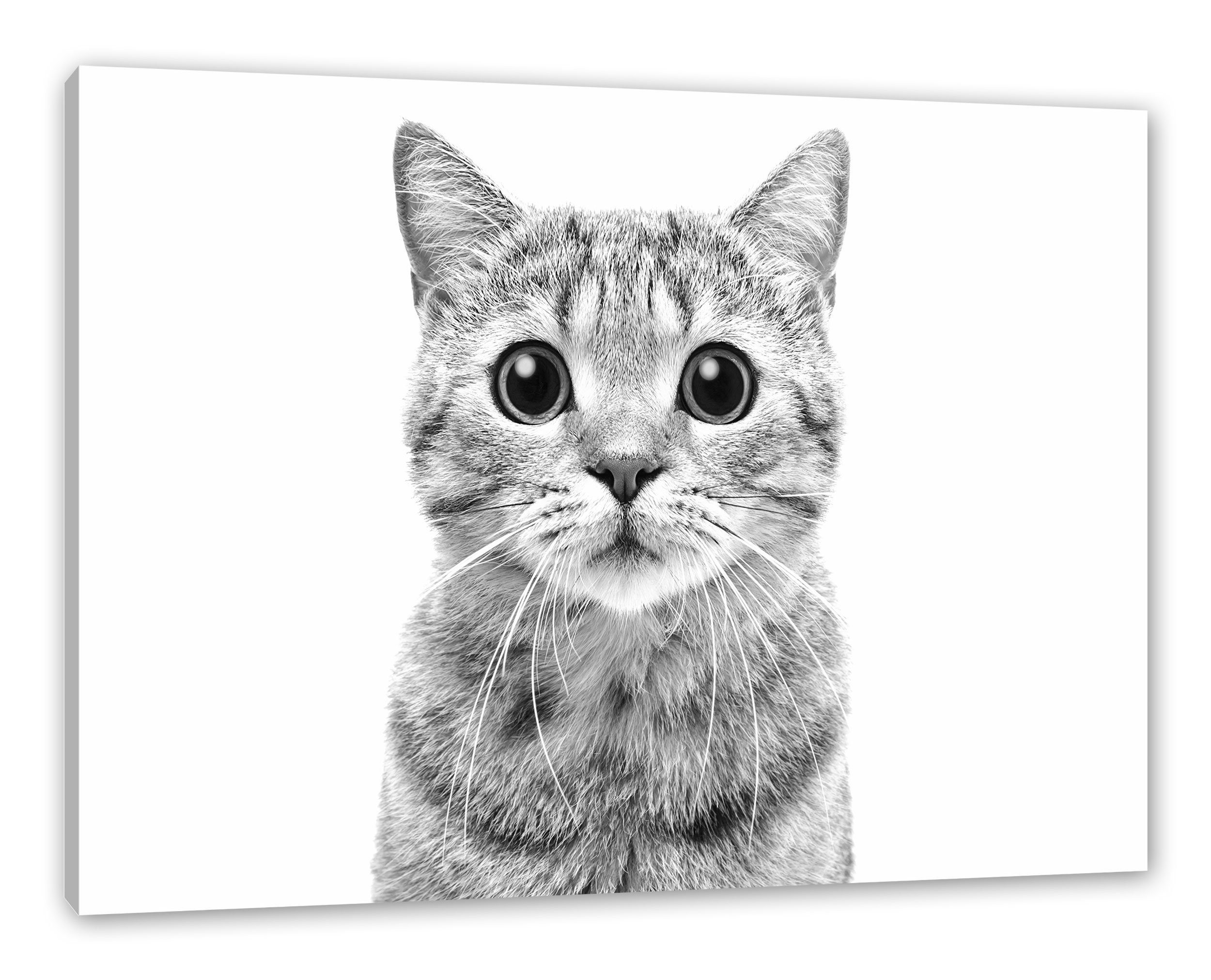 Straight Leinwandbild Katze Pixxprint bespannt, Leinwandbild St), (1 Scottish Straight, inkl. Scottish fertig Zackenaufhänger Katze