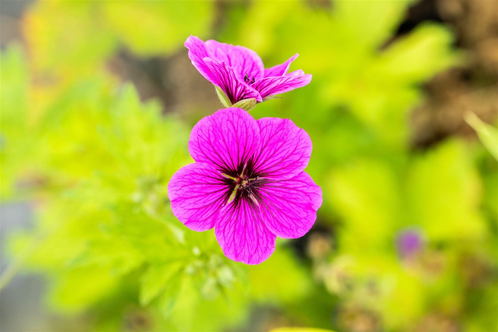 Pflanzen für Dich Staude Geranium psilostemon Ivan, 1 St., Armenischer Storchschnabel, Kaukasus-Storchschnabel