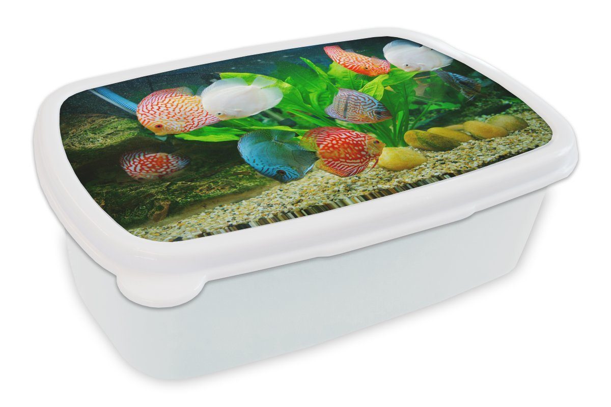 einem Lunchbox und Jungs Mädchen und MuchoWow für Brotdose, für Kinder Fische in weiß Aquarium, (2-tlg), Brotbox Kunststoff, Erwachsene,