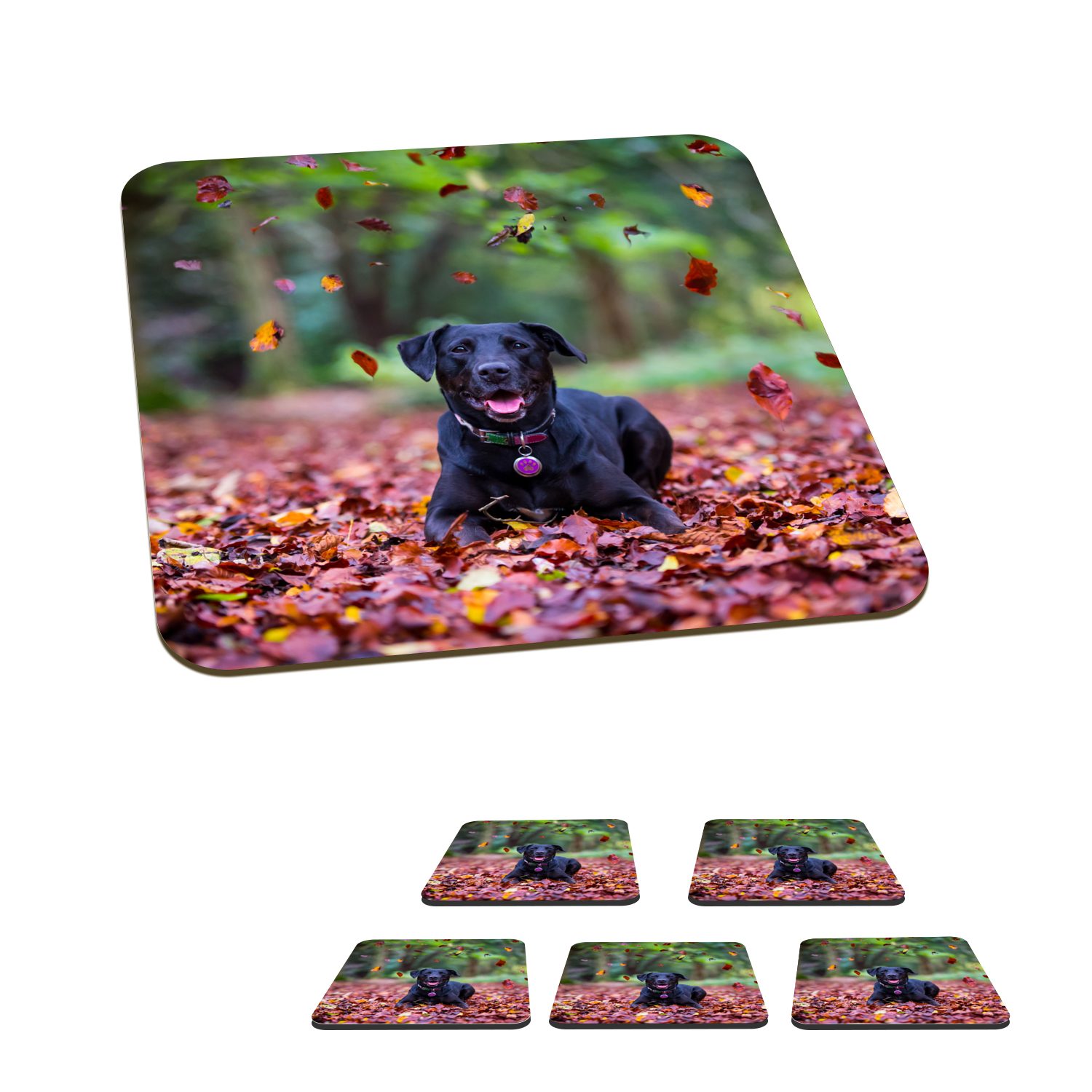 liegend, für inmitten 6-tlg., Schwarzer Gläser, Korkuntersetzer, Glasuntersetzer Tasse Tischuntersetzer, schöner Retriever Untersetzer, Glasuntersetzer, MuchoWow Zubehör Labrador Herbstblätter