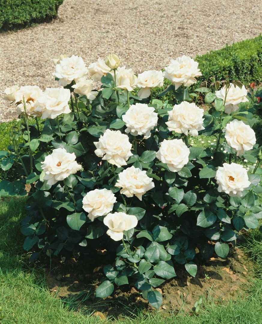 Pflanzen für Dich Rose Rosa 'Kristall'