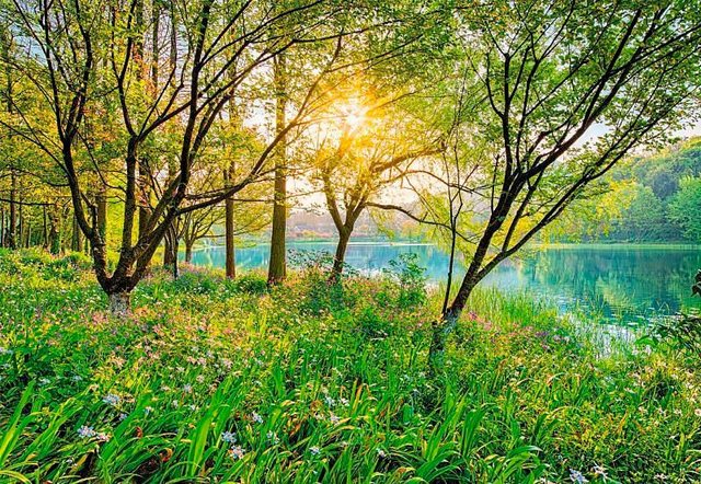Komar Fototapete »Spring Lake«, glatt, bedruckt, Wald, Meer, (Set), ausgezeichnet lichtbeständig-Otto