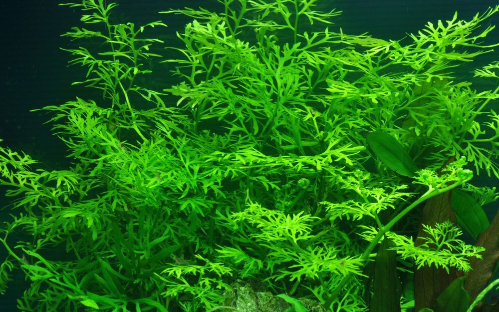 Aquaone Wasserpflanze Aquarium Pflanze Ceratopteris thalictroides Nr.305A