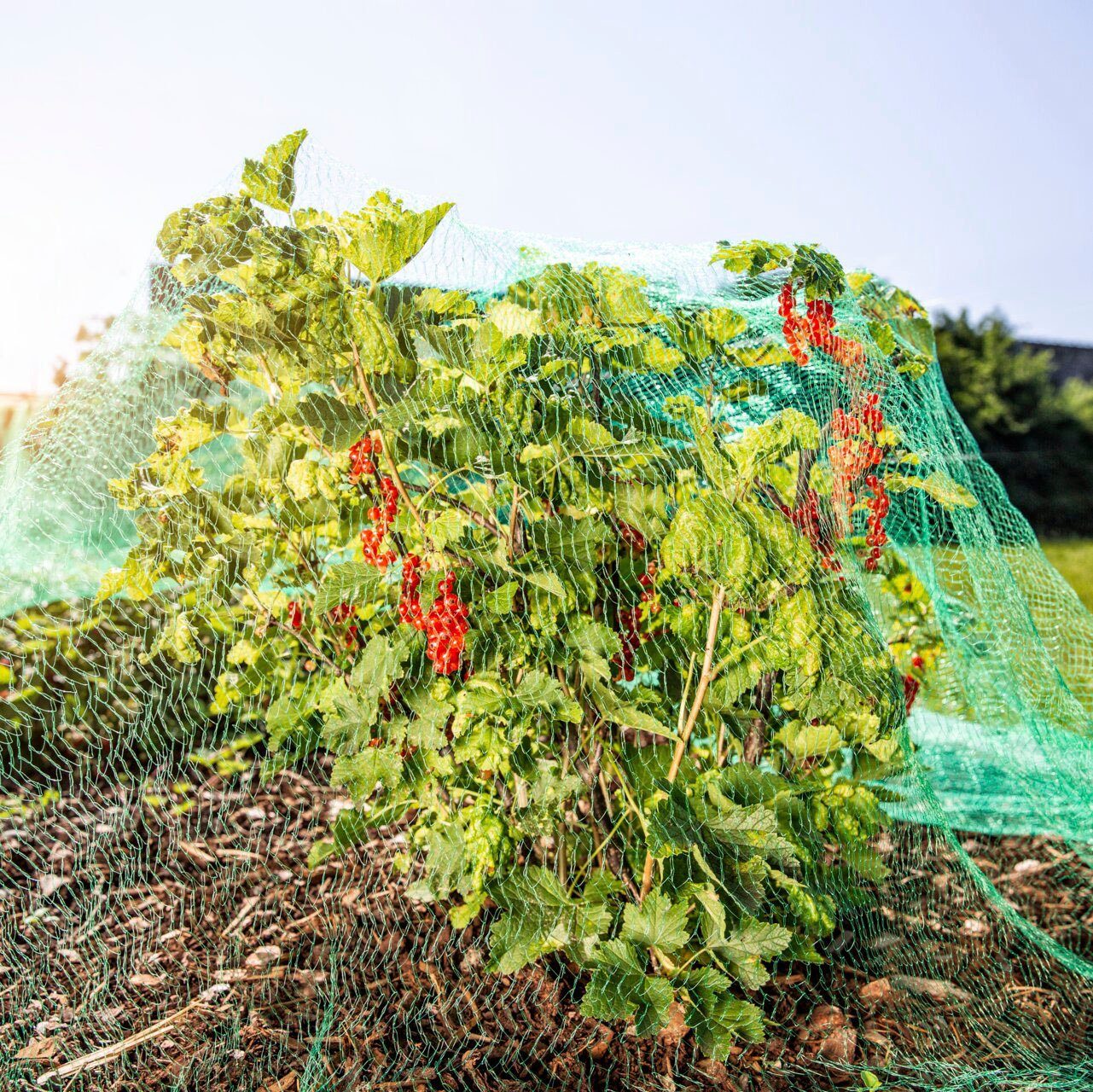 Windhager Schutznetz für Obstbäume und Sträucher, Vogelschutz-Netz Rational, BxL: 4x10 m, (1-St), Maschenweite 15 mm, erhältlich in unterschiedlichen Größen
