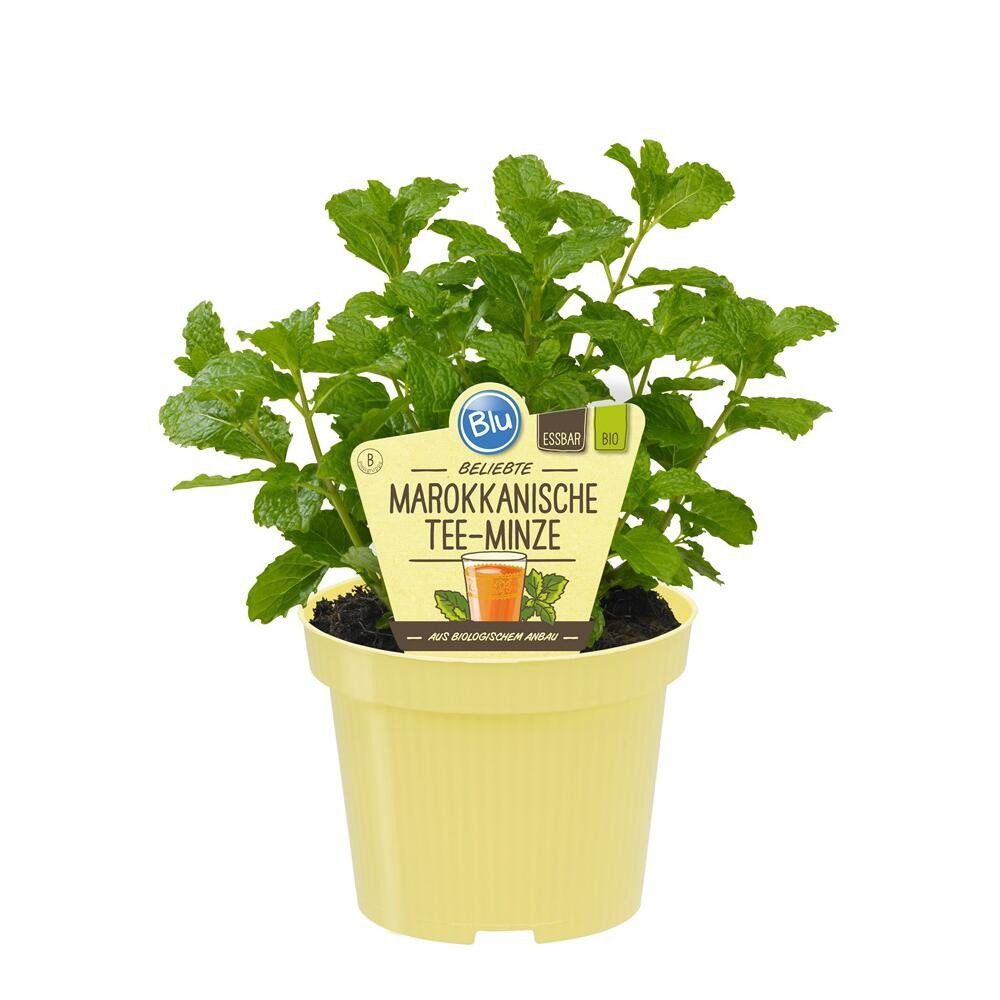 Exotenherz Gewürzkraut Marokkanische Tee-Minze Mentha spicata Kräuterpflanze im 12cm Topf