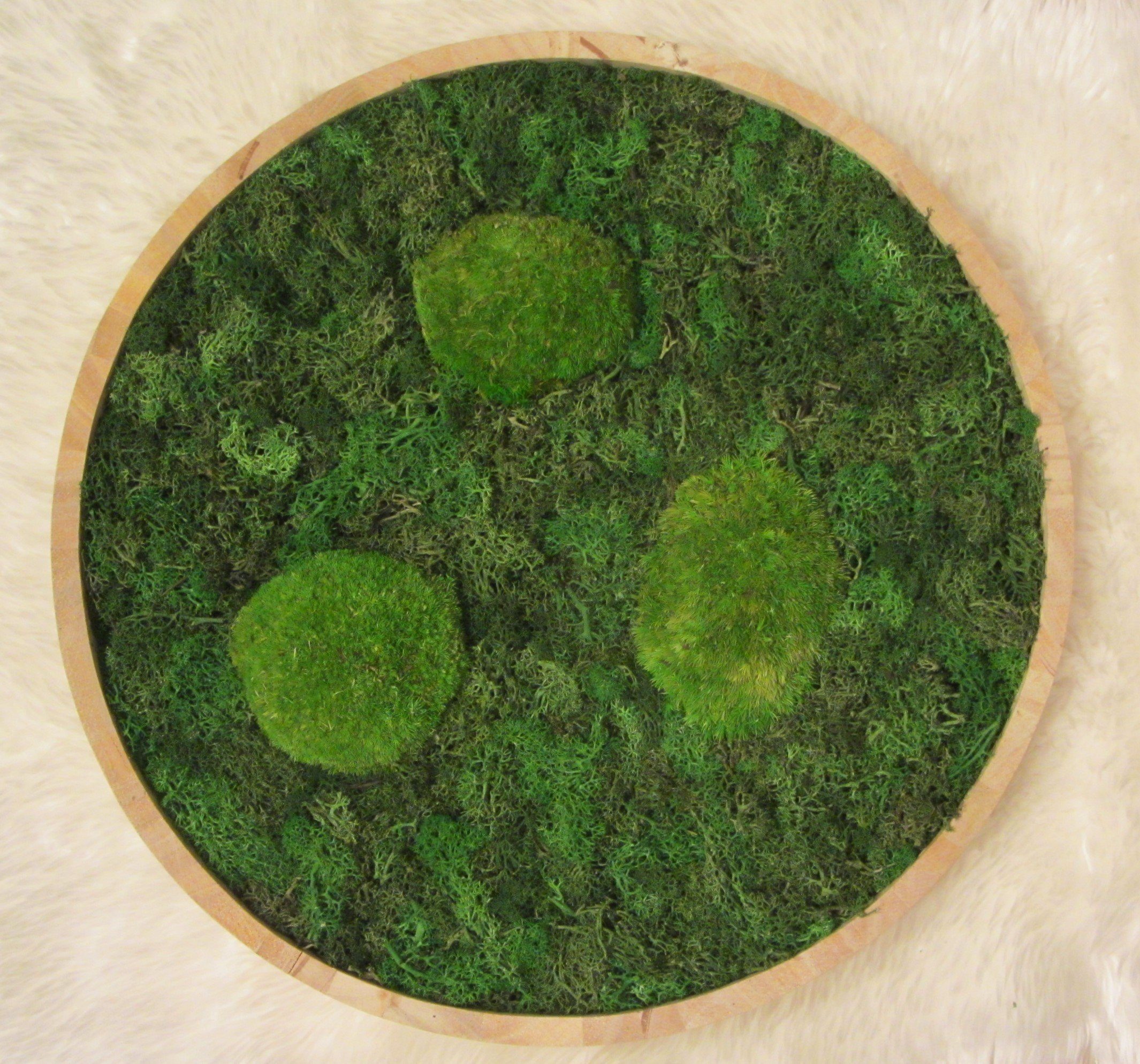 meinvipshop Bild Moos Moosbild Wood rund 40cm "handmade", Wandbild günstig online kaufen