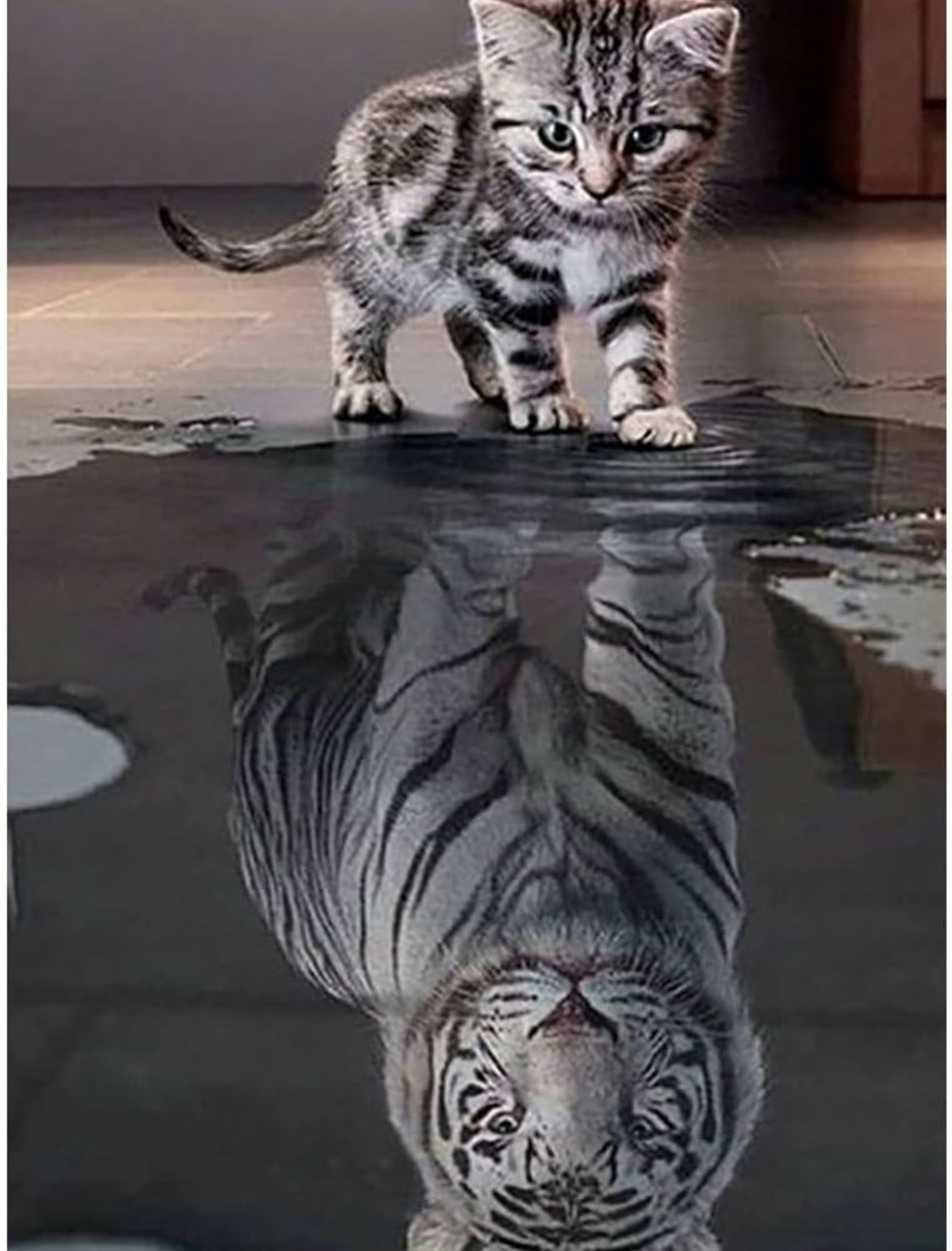 LA CUTE Malen nach Zahlen 5D Diamant Painting Set DIY-Dekoration Katze Spie günstig online kaufen