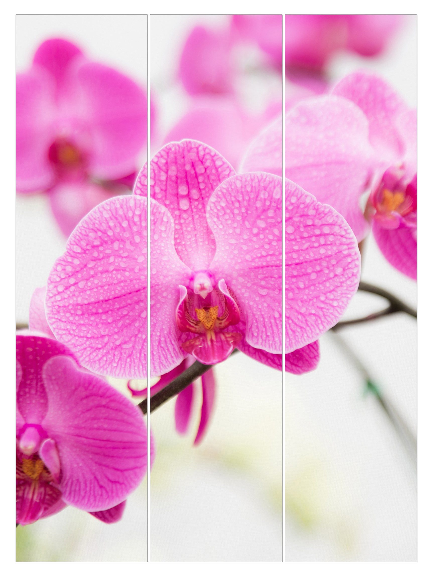 Schiebegardine modern Flächenvorhang blickdicht Nahaufnahme Orchidee
