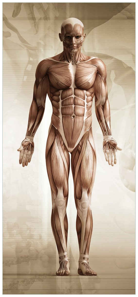 Wallario Türtapete Anatomie Mensch II, glatt, ohne Struktur