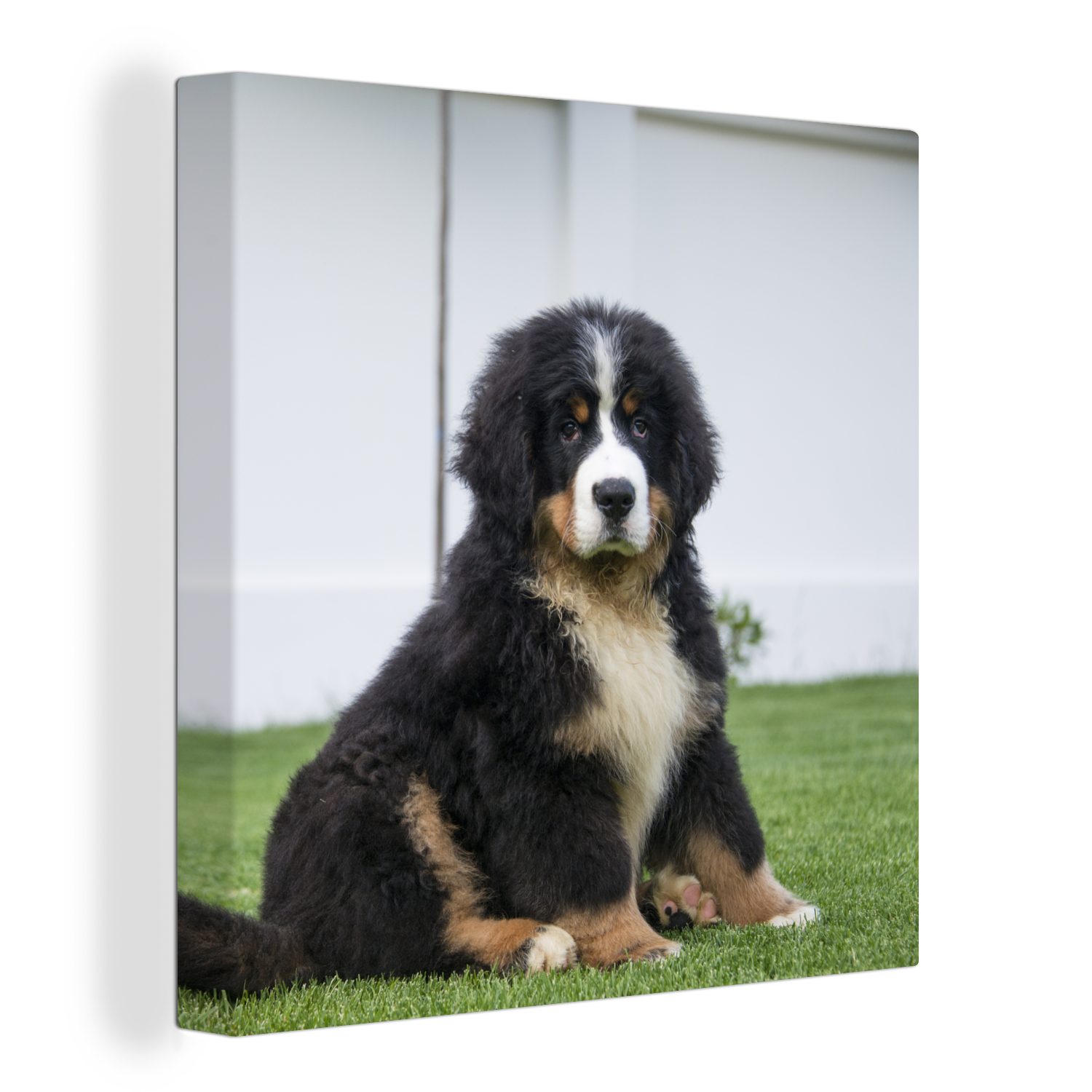 (1 Welpe, Wohnzimmer Leinwandbild süßer Schlafzimmer Leinwand für Bilder Sennenhund OneMillionCanvasses® Berner St), Super