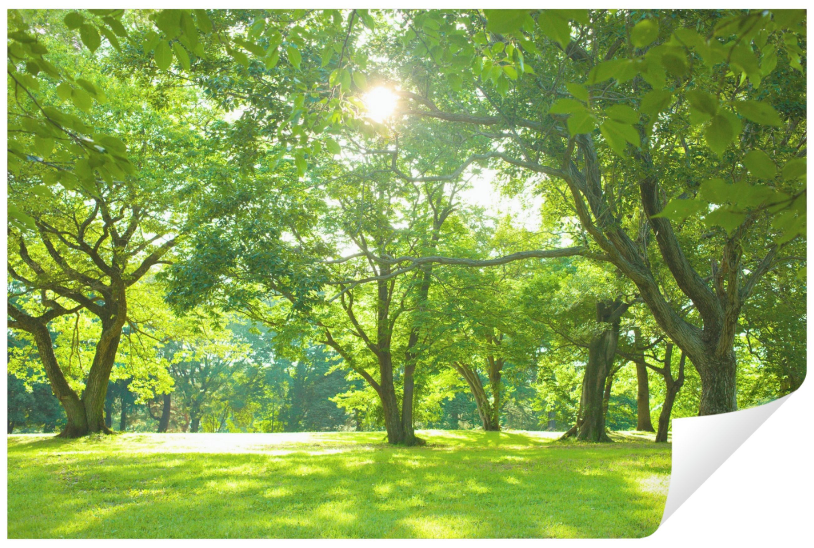 Wallarena Fototapete Wald Sonne Natur Vlies günstig online kaufen