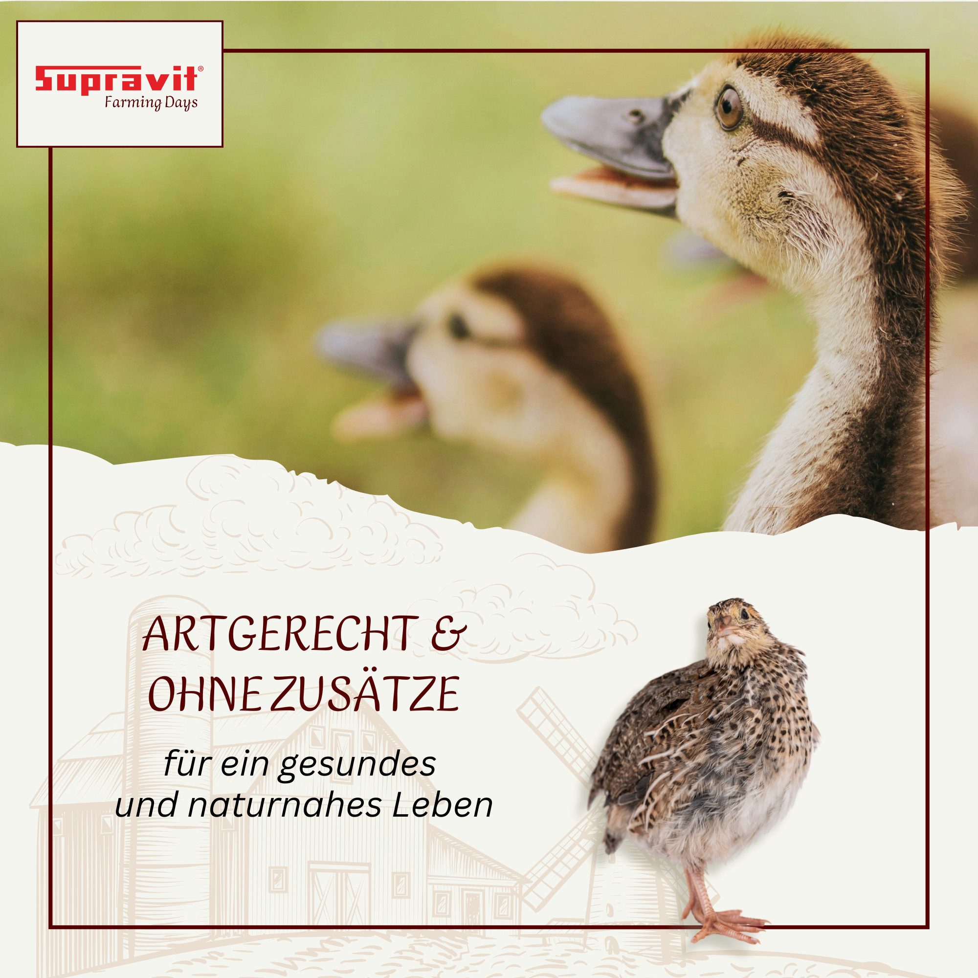 Supravit Braugerste - Energiereiches Ergänzungsfutter für Hühner & Tauben, Ergänzungsfutter für: Wildvogel
