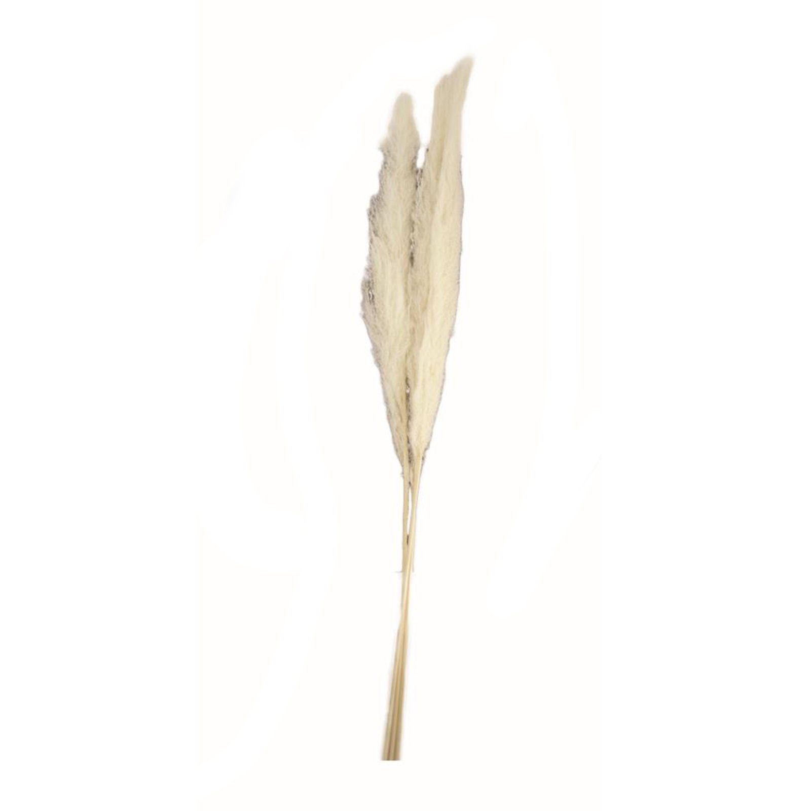 Trockenblume Pampasgras weiß - pampas grass - Cortaderia - 100-115 cm - 3 Stück, DIJK