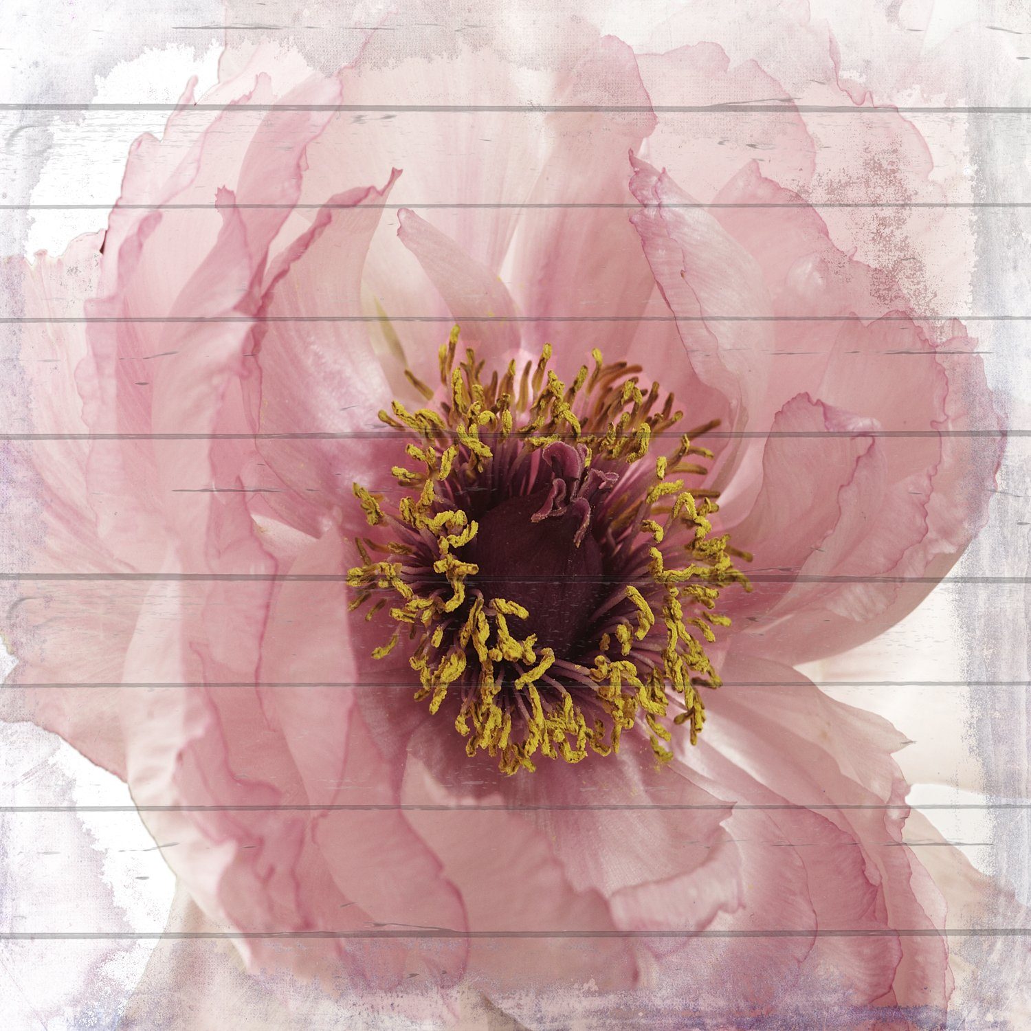 Blumen queence Theo, St), 50x50 (1 cm Holzbild