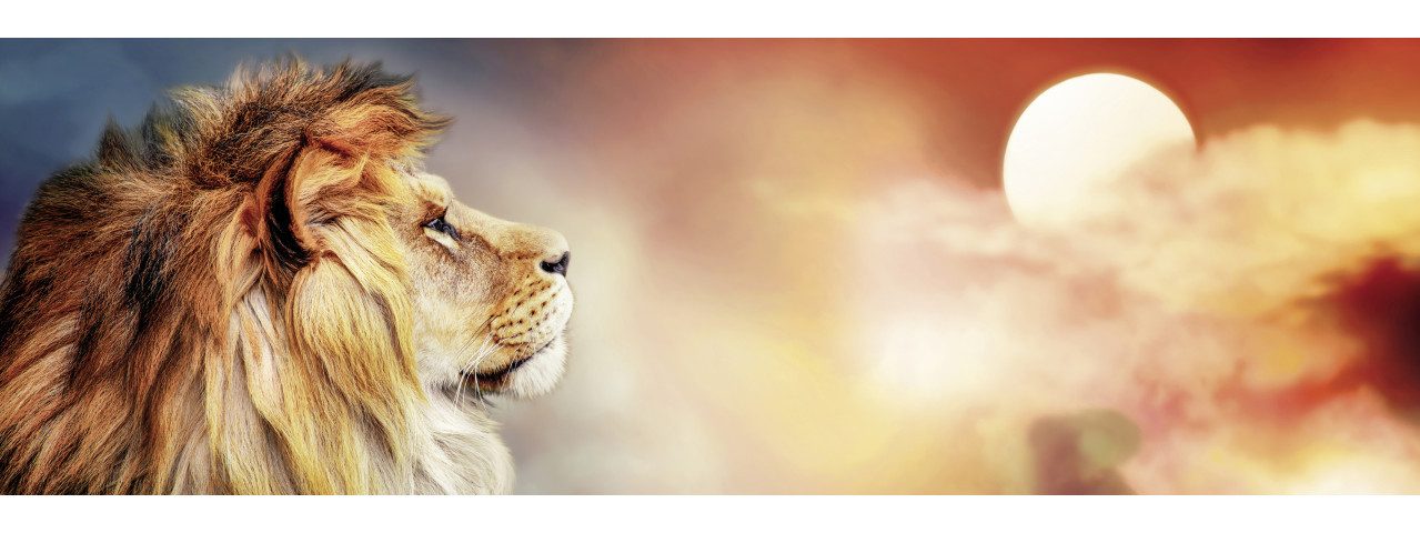 The Wall - the art of framing AG Wandbild Keilrahmenbild The Lion 140 x 45 cm, Tiere