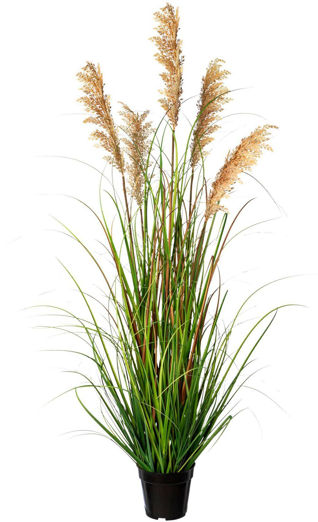 Kunstgras Grasbusch Rispenhirse Gras, Creativ green, Höhe 122 cm günstig online kaufen