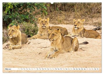 CALVENDO Wandkalender Südafrikas wilde Katzen (Premium, hochwertiger DIN A2 Wandkalender 2023, Kunstdruck in Hochglanz)