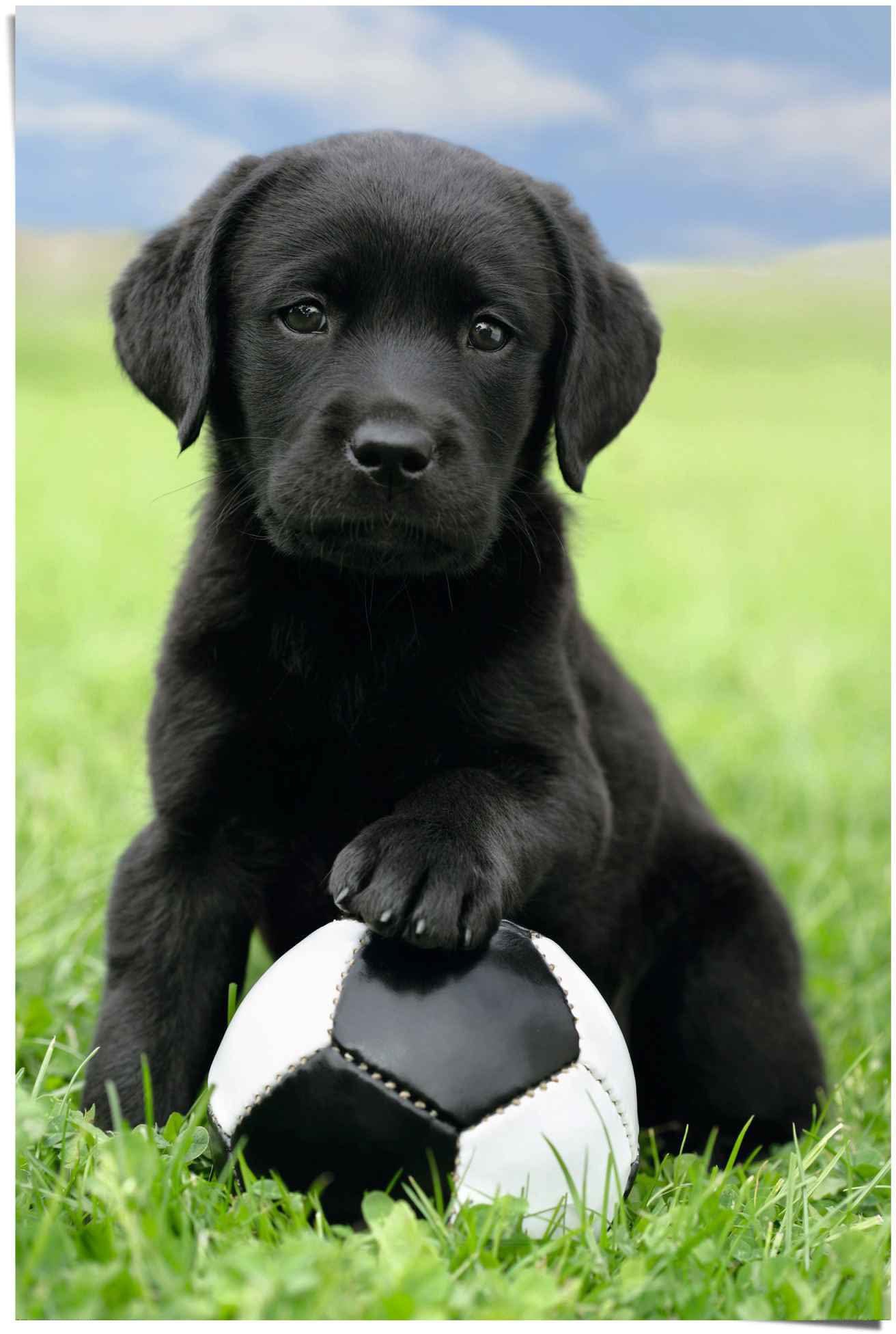 Poster Fußball, (1 St) Welpe Labrador Reinders!