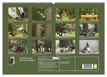 CALVENDO Wandkalender Eichhörnchen - Kleine Fotostars (Premium, hochwertiger DIN A2 Wandkalender 2023, Kunstdruck in Hochglanz)