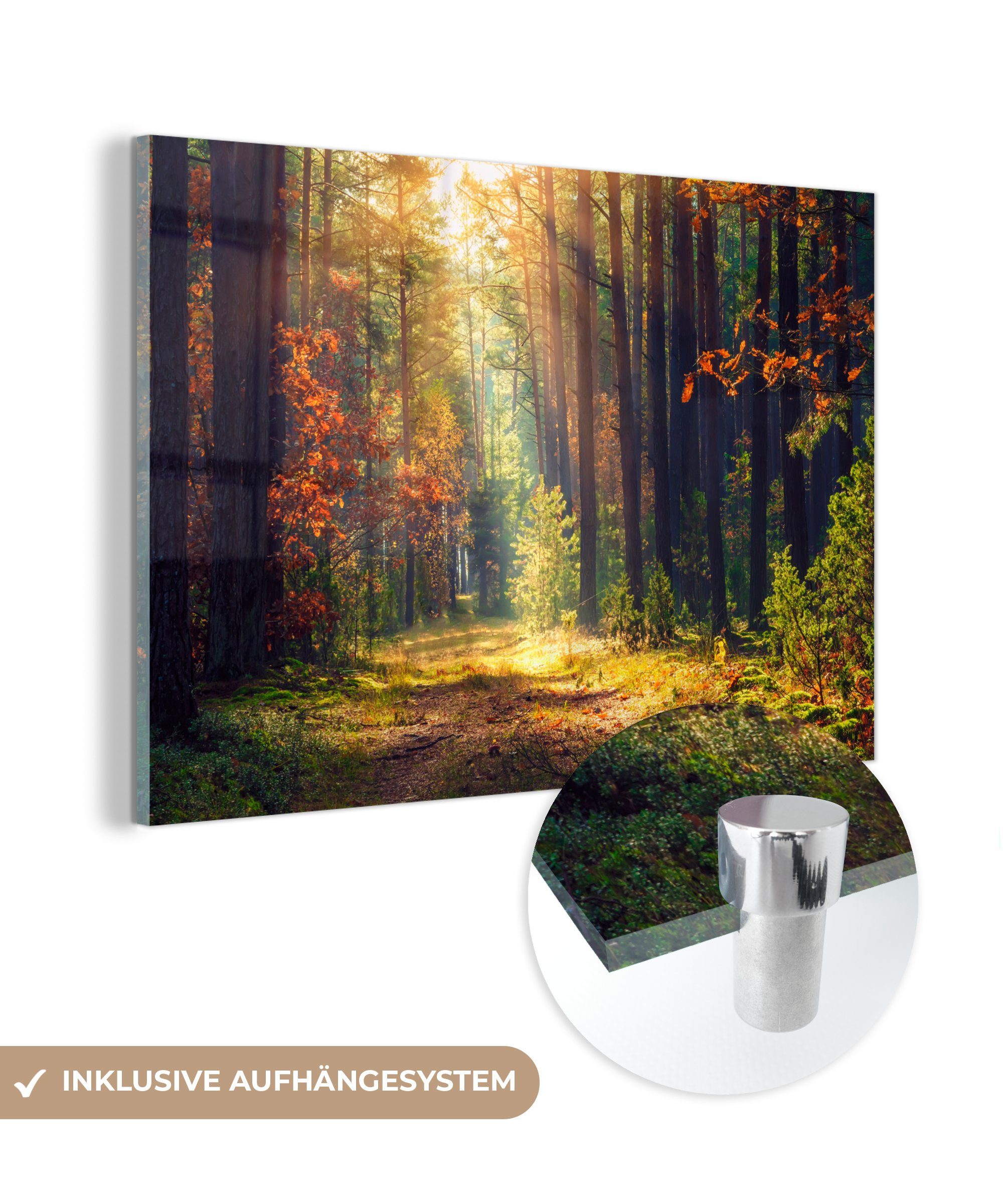 MuchoWow Acrylglasbild Wald - Herbst - Bäume, (1 St), Acrylglasbilder Wohnzimmer & Schlafzimmer