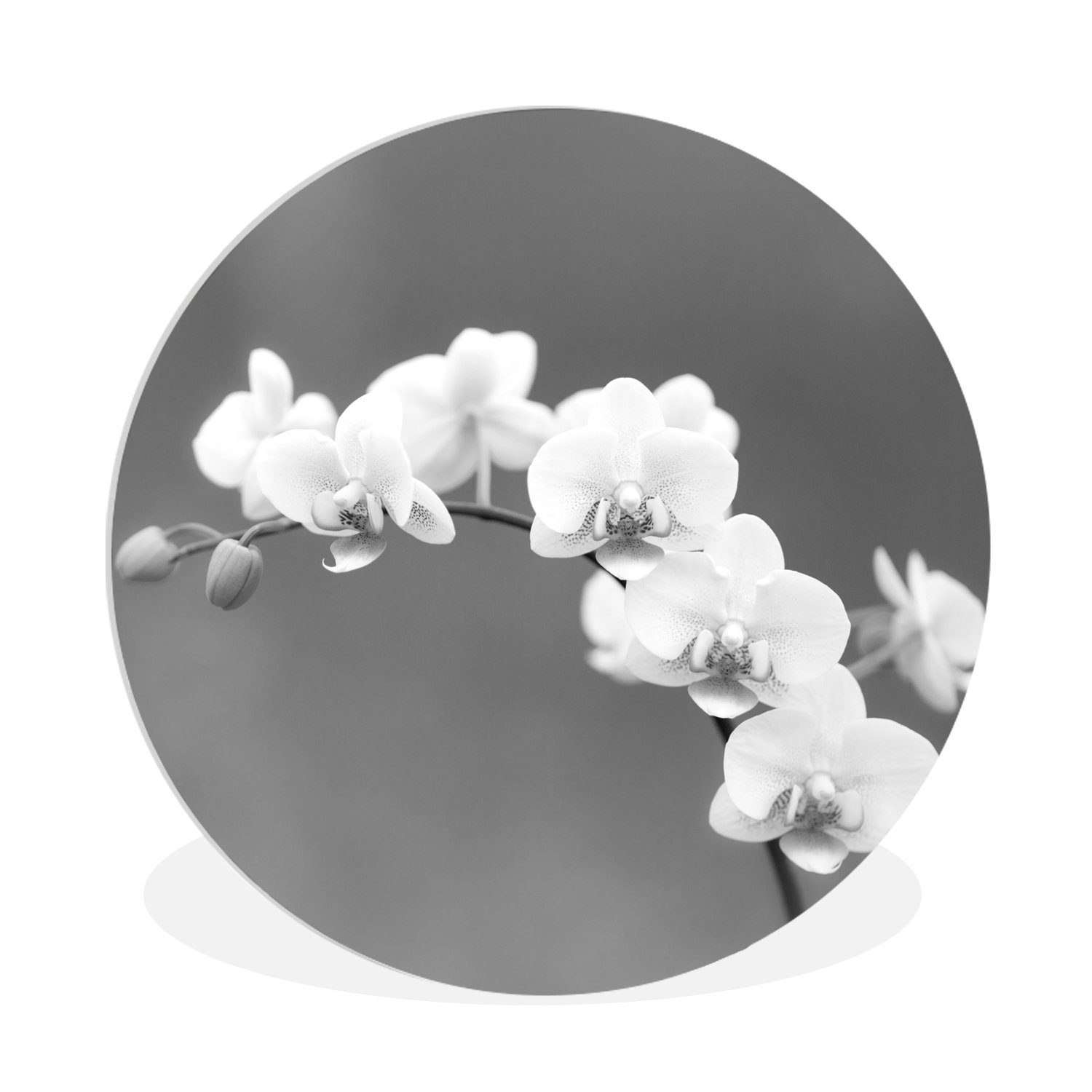 MuchoWow Gemälde Orchidee - Blumen - Pflanze - Weiß - Lila, (1 St), Kreis Wanddekoration Forex, Rundes Wandbild, Wohnzimmer, 30x30 cm