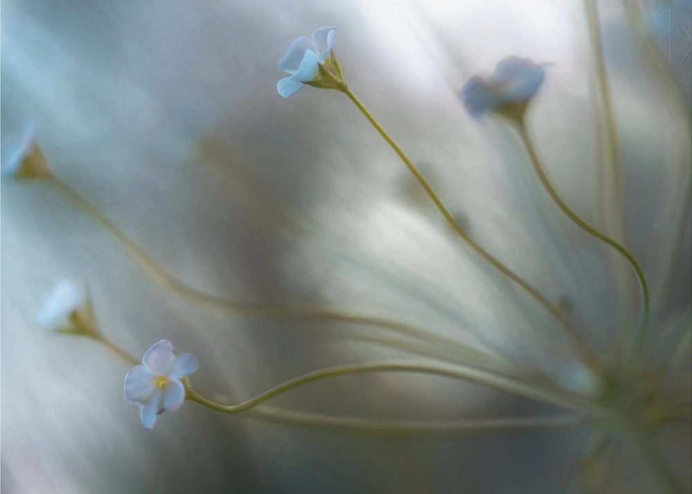 Papermoon Leinwandbild "Jasmine" von Mandy Disher, 250 g/m² Galeriedruck, Auf Holzkeilrahmen, brillante UV-beständige Farben, Made in Germany