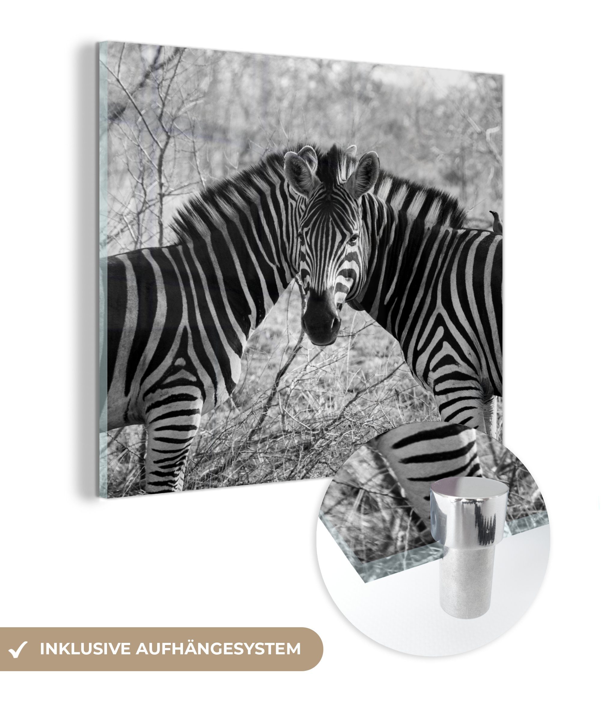 MuchoWow Acrylglasbild Zwei Zebras, (1 St), - - auf - Glasbilder Wandbild Glas Foto auf Bilder Wanddekoration Glas