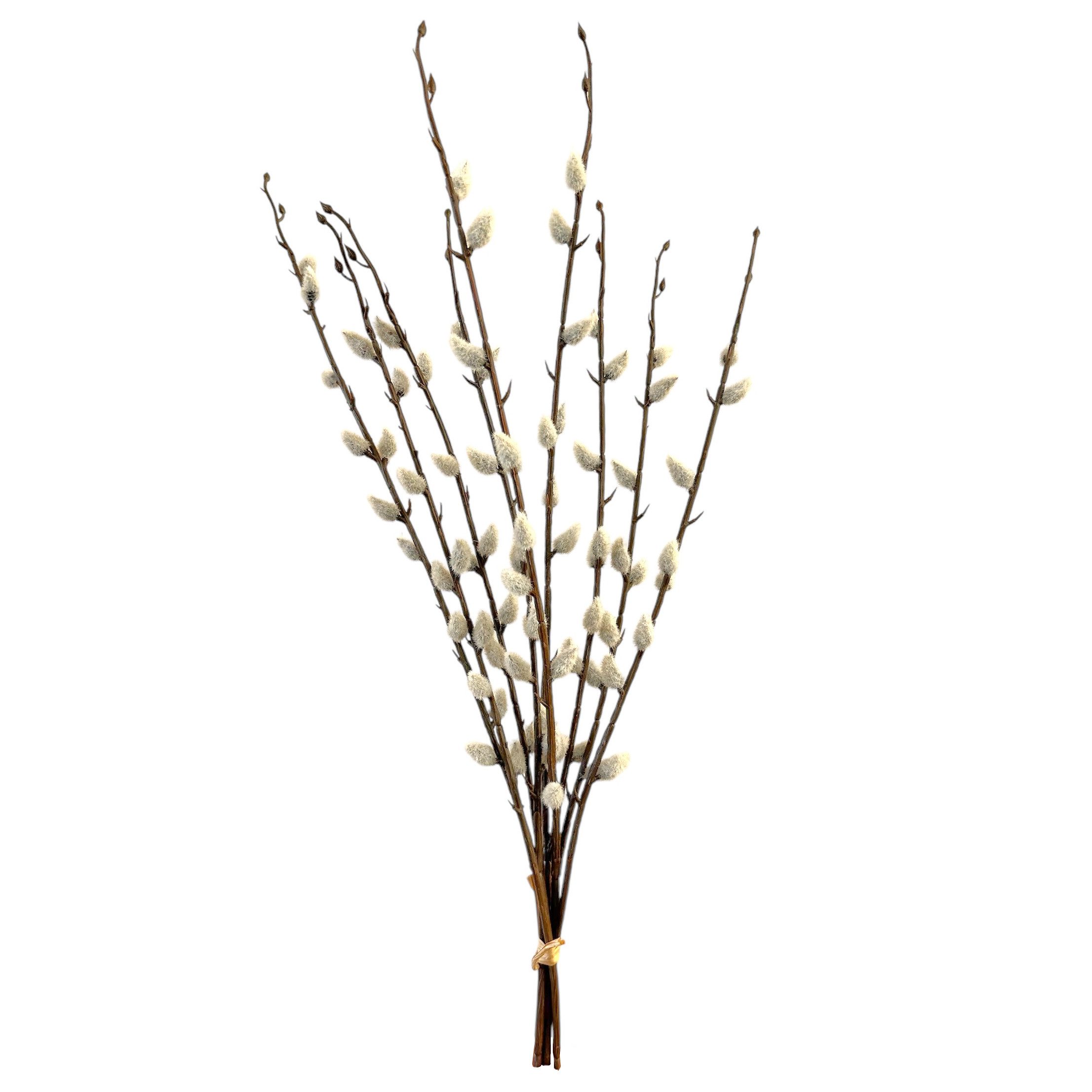 Kunstzweig Künstlicher WEIDENKÄTZCHEN BUND ca 50cm. 3 Palmkätzchen-Zweige., Floratexx GmbH, Höhe 50.00 cm