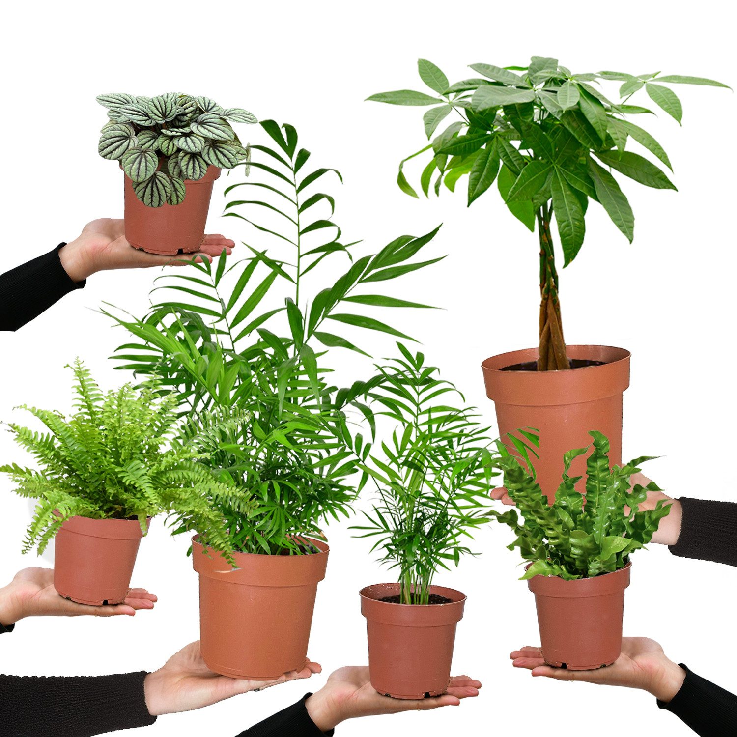 Green Me Up Zimmerpflanze 6er Box Happy Cat, Pflegeleicht, Wächst in Erde, Ungiftig für Tiere und Kinder