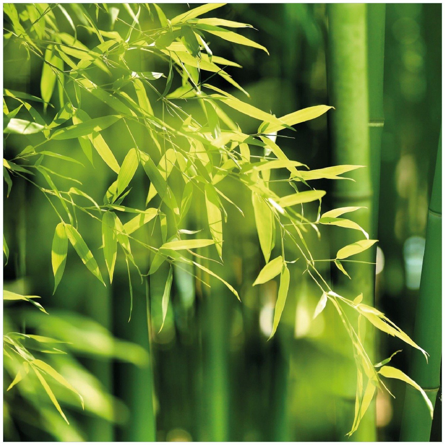 Bambuswald Bambuspflanzen Wallario mit grünen Memoboard