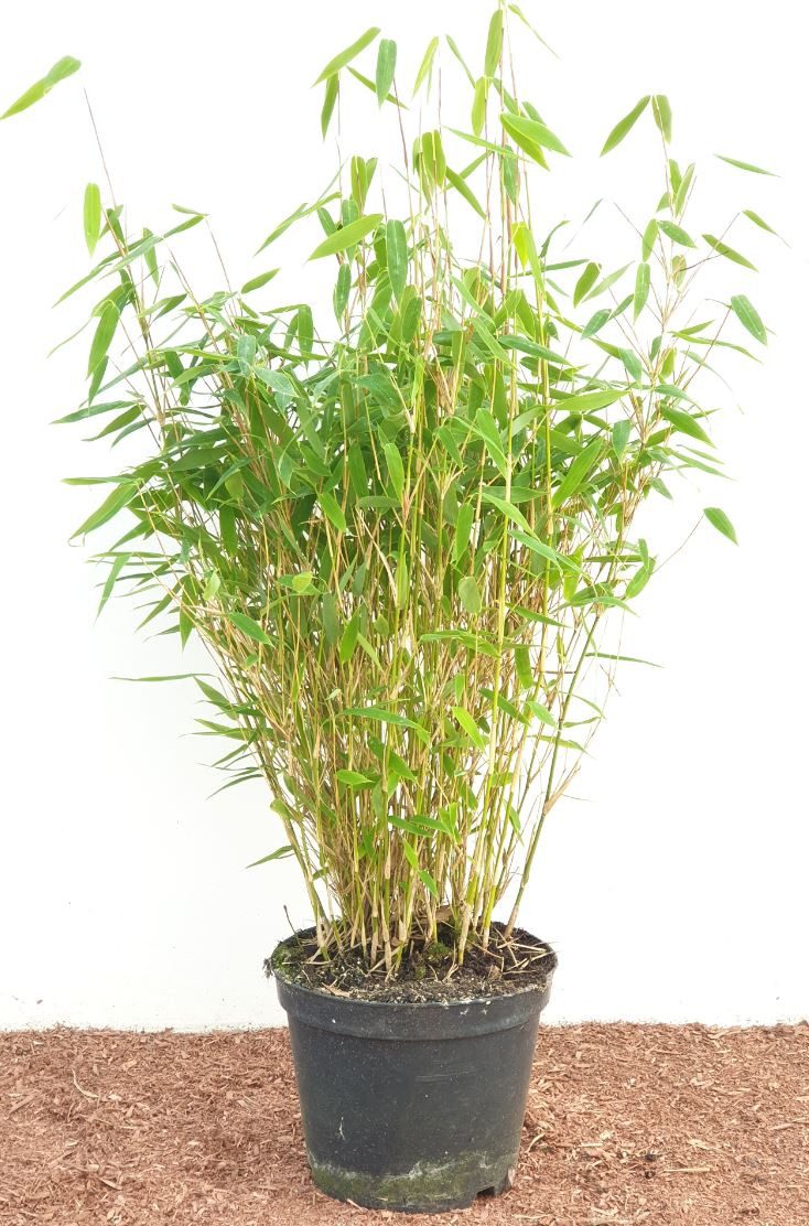 Pflanzen für Dich Gräser Fargesia murieliae Jumbo, 1 St., Gartenbambus, Schirmbambus, dichtwachsend, winterhart