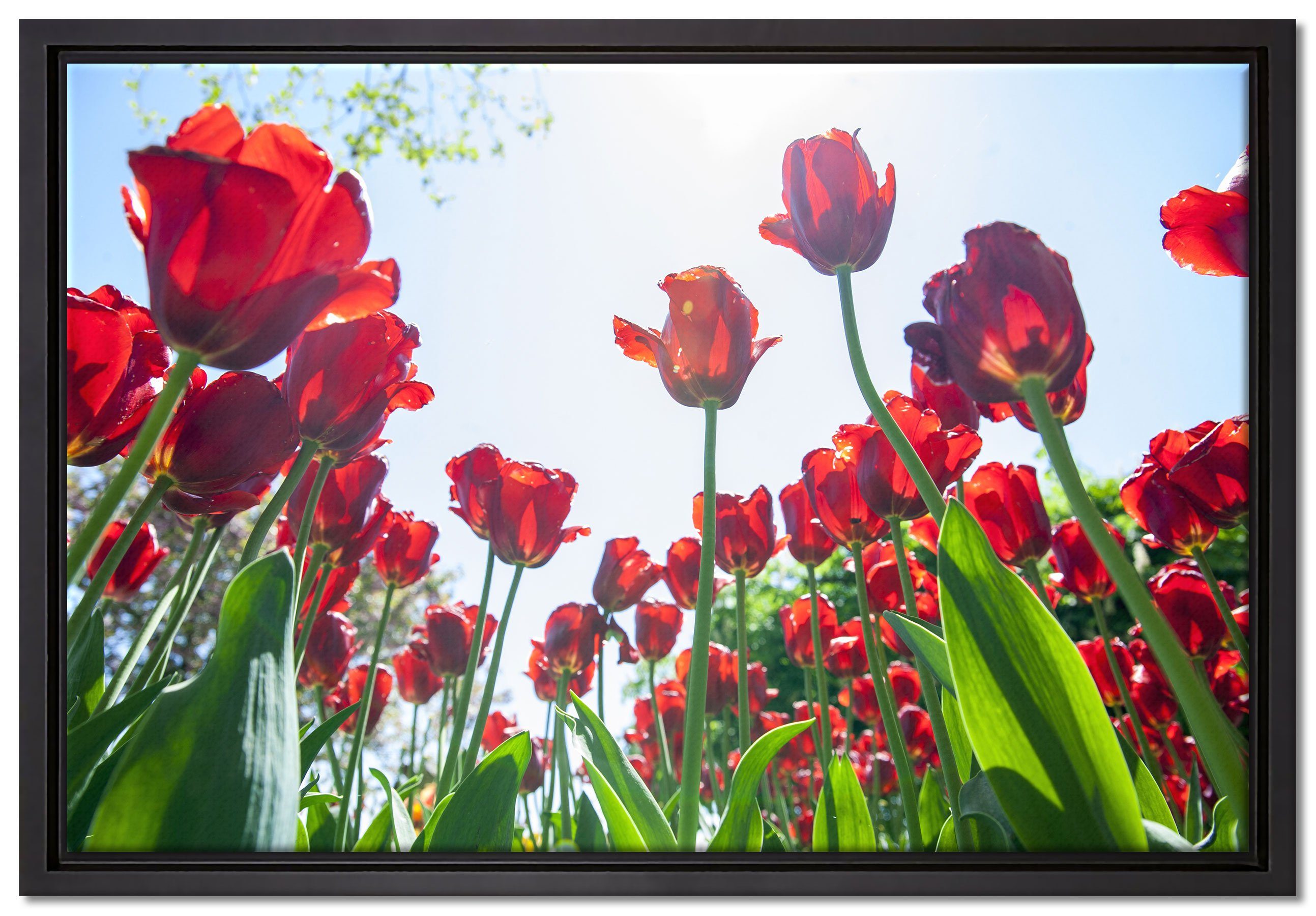 Pixxprint Leinwandbild Tulpenfeld, Wanddekoration (1 St), Leinwandbild fertig bespannt, in einem Schattenfugen-Bilderrahmen gefasst, inkl. Zackenaufhänger